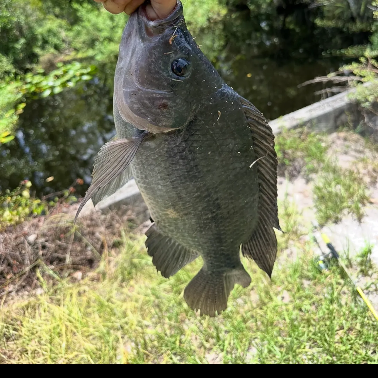 The most recent Nile tilapia catches on Fishbrain