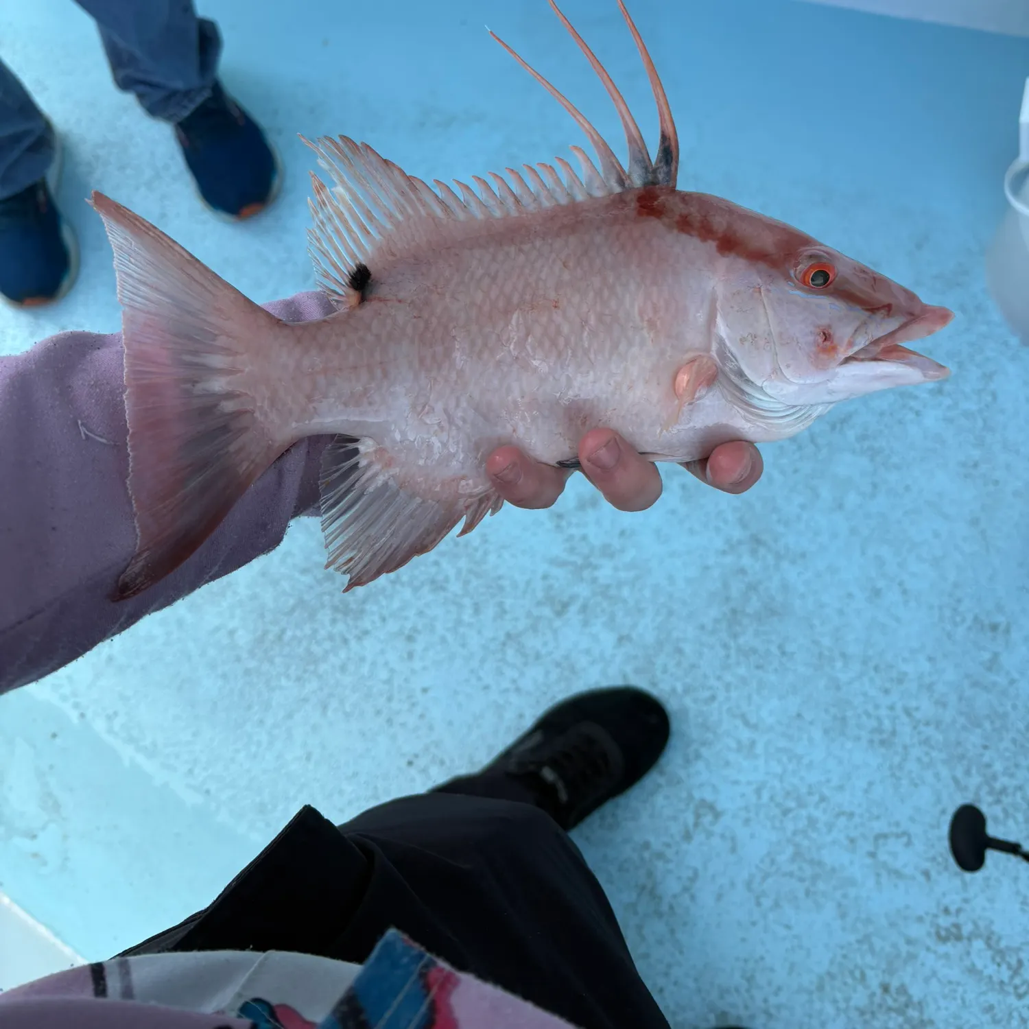 The most recent Hogfish catches on Fishbrain