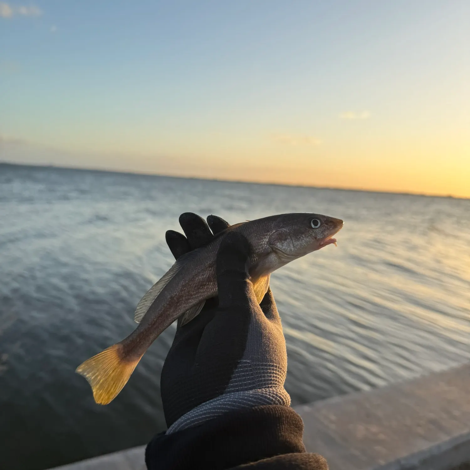 Southern kingcroaker caught on Fishbrain