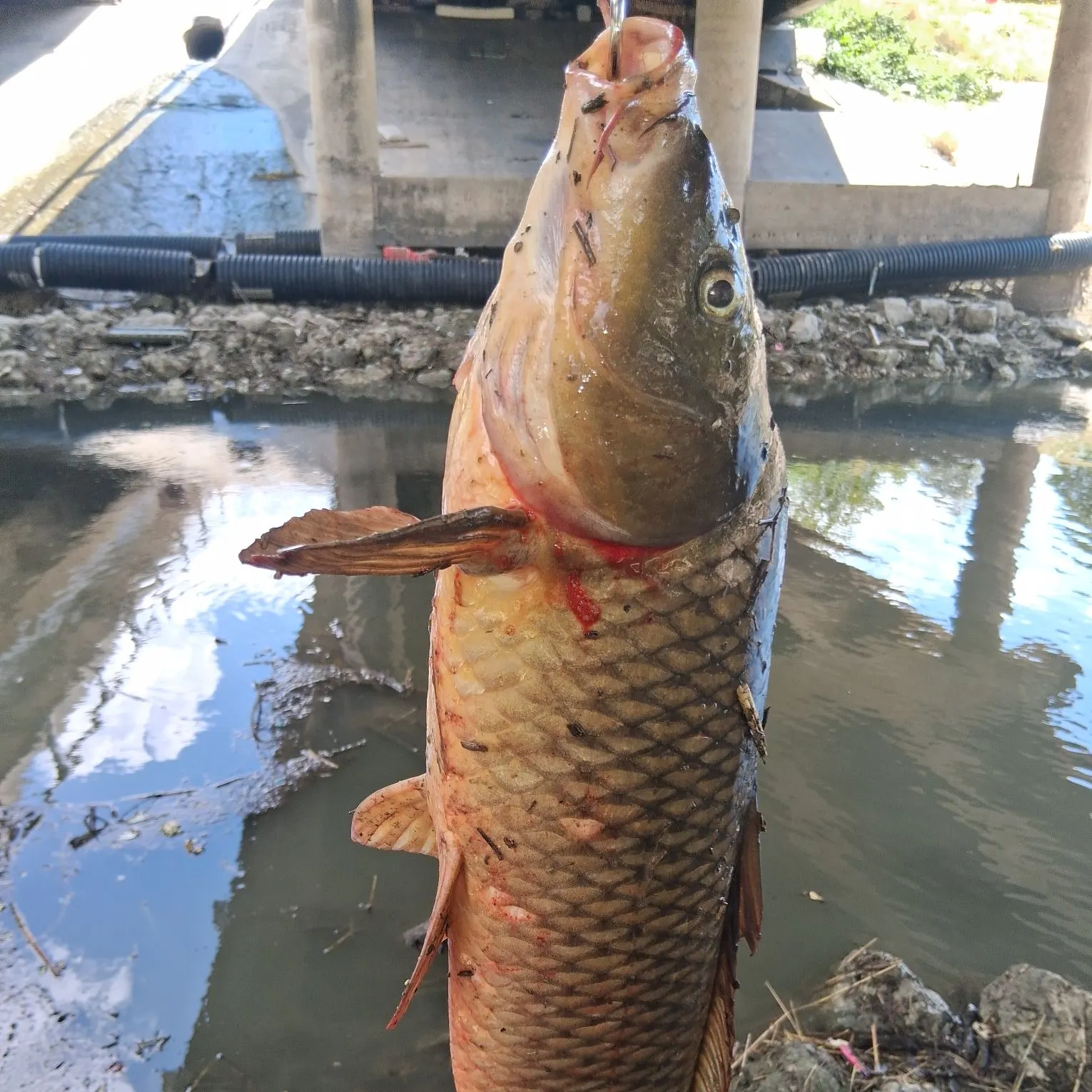 The most recent Koi x common carp catches on Fishbrain