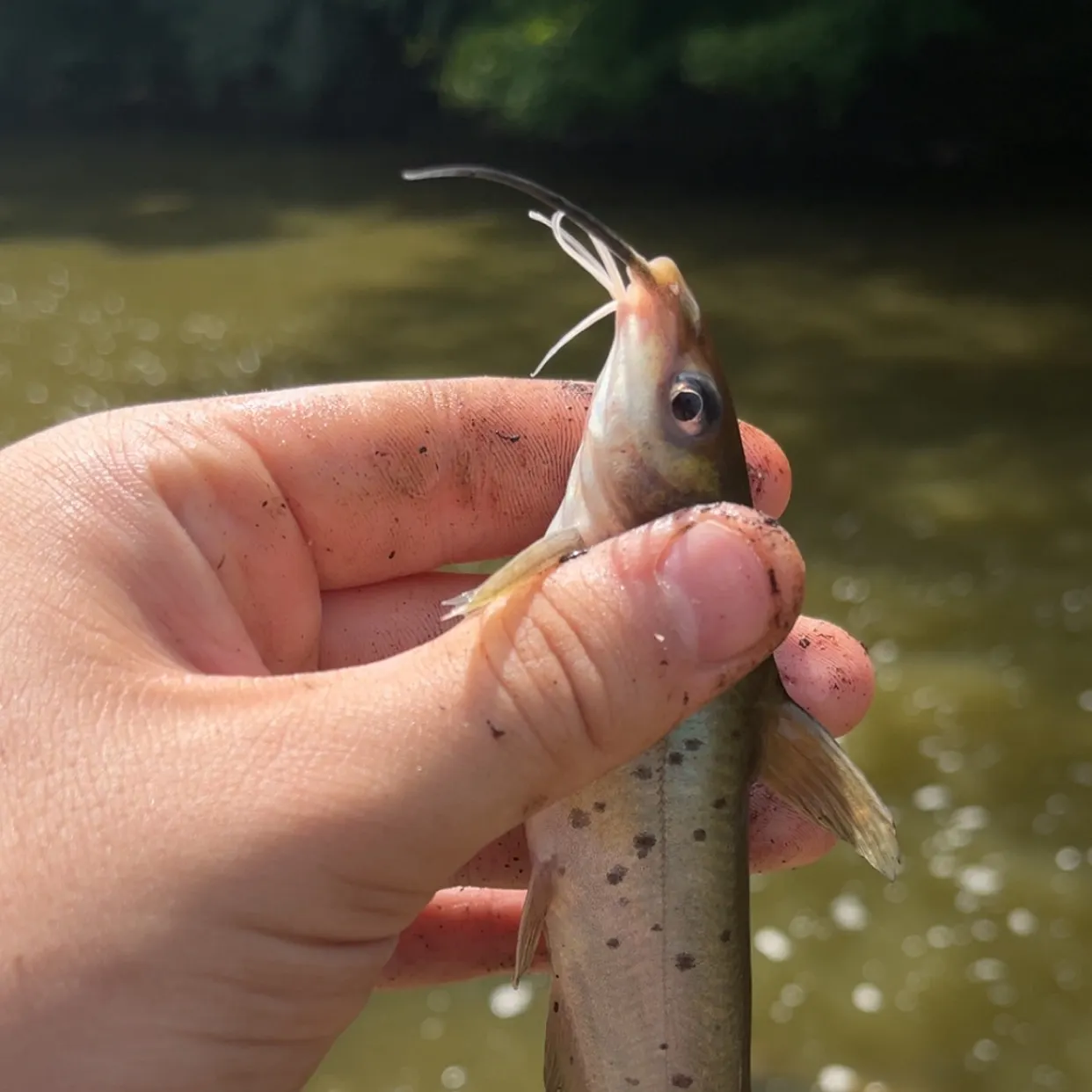 Channel catfish caught on Fishbrain