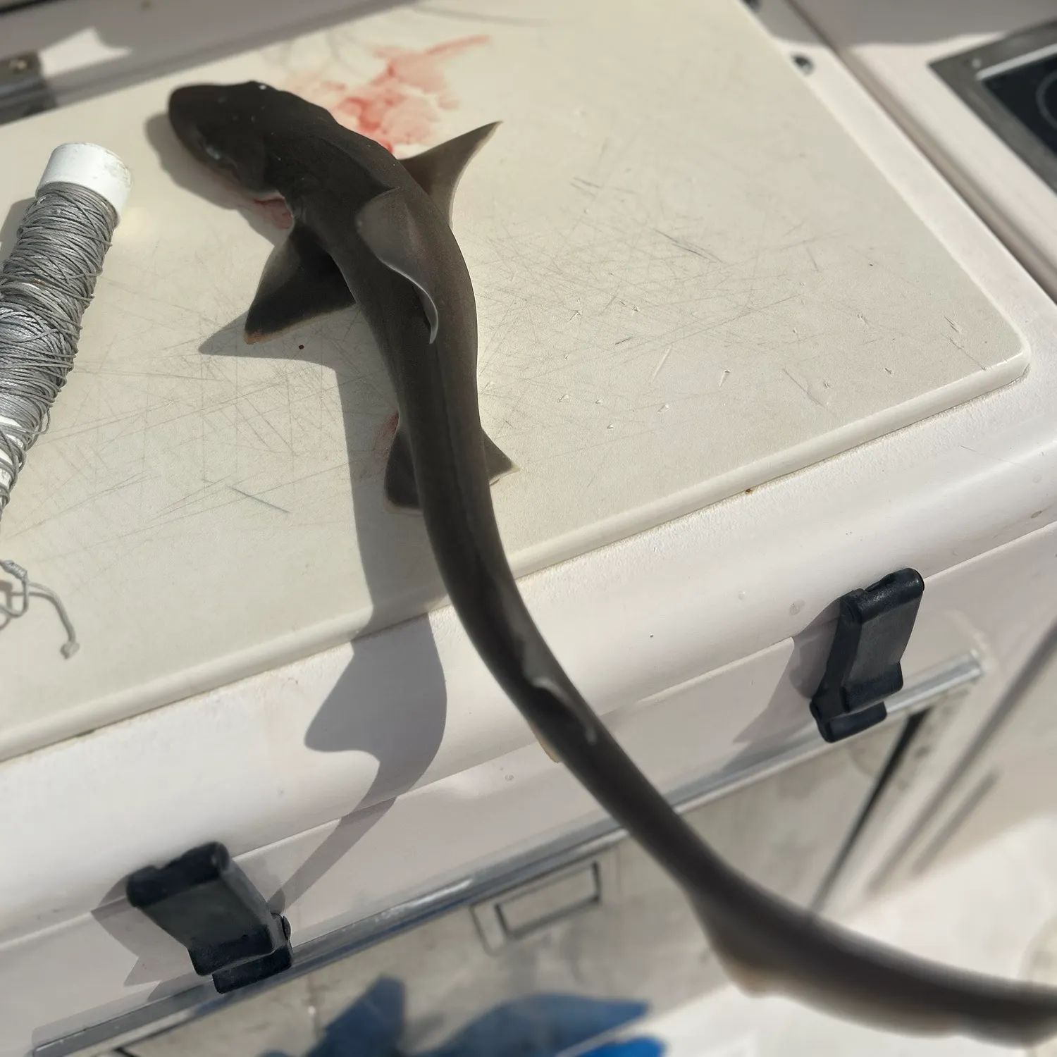 Nurse shark caught on Fishbrain