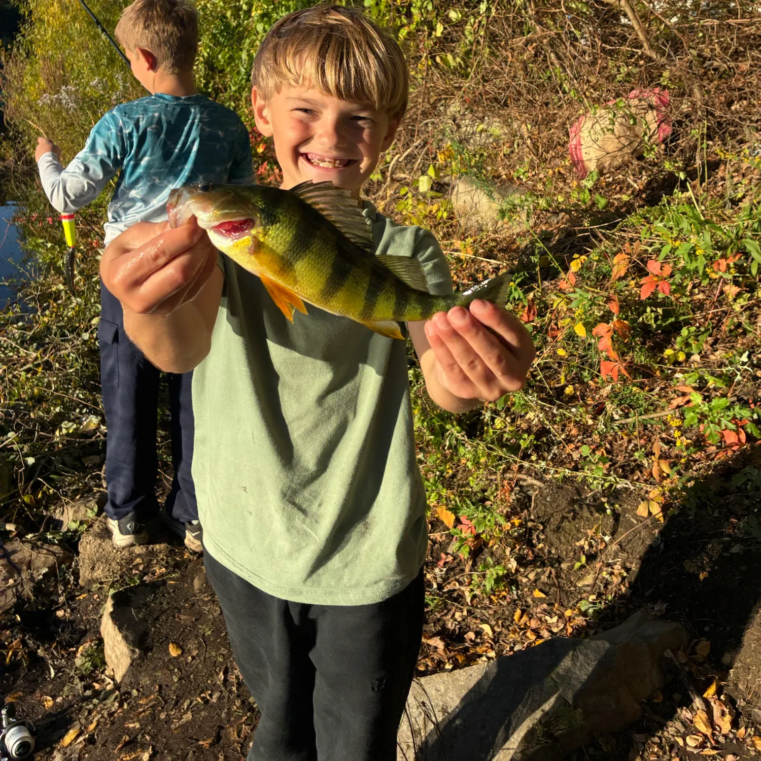 Yellow perch caught on Fishbrain
