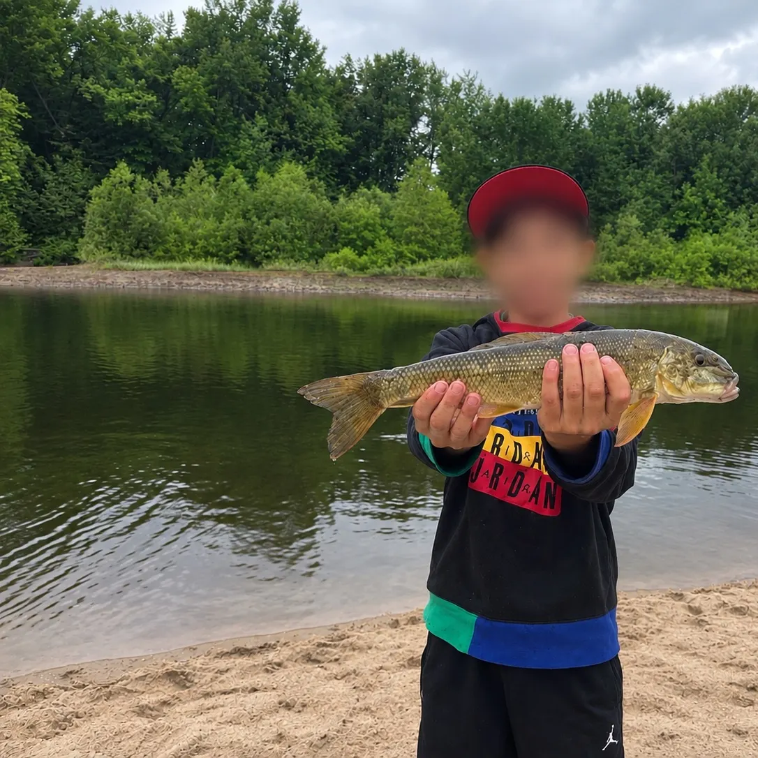 Northern pikeminnow caught on Fishbrain