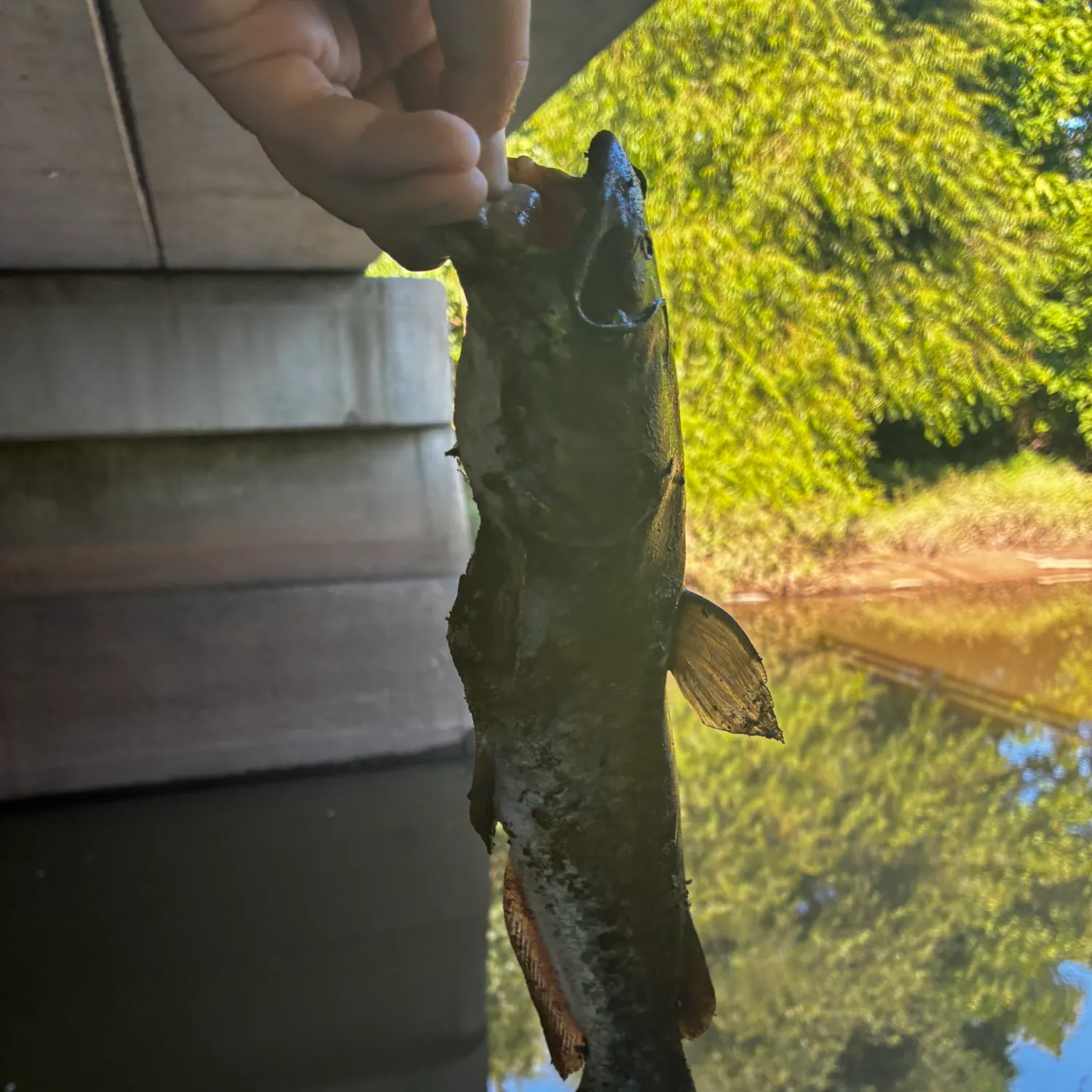 Black bullhead caught on Fishbrain