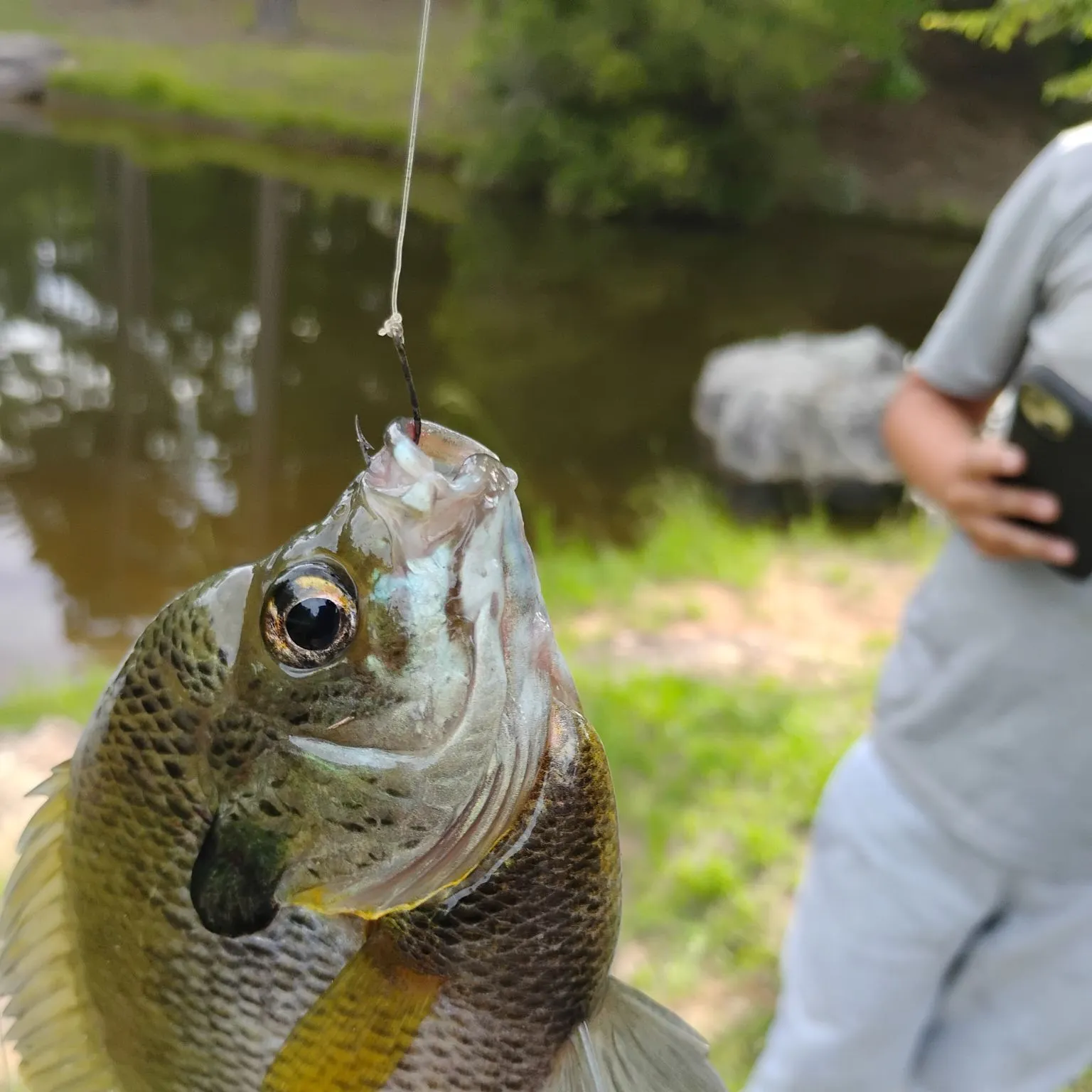 The most recent Spotted sunfish catches on Fishbrain