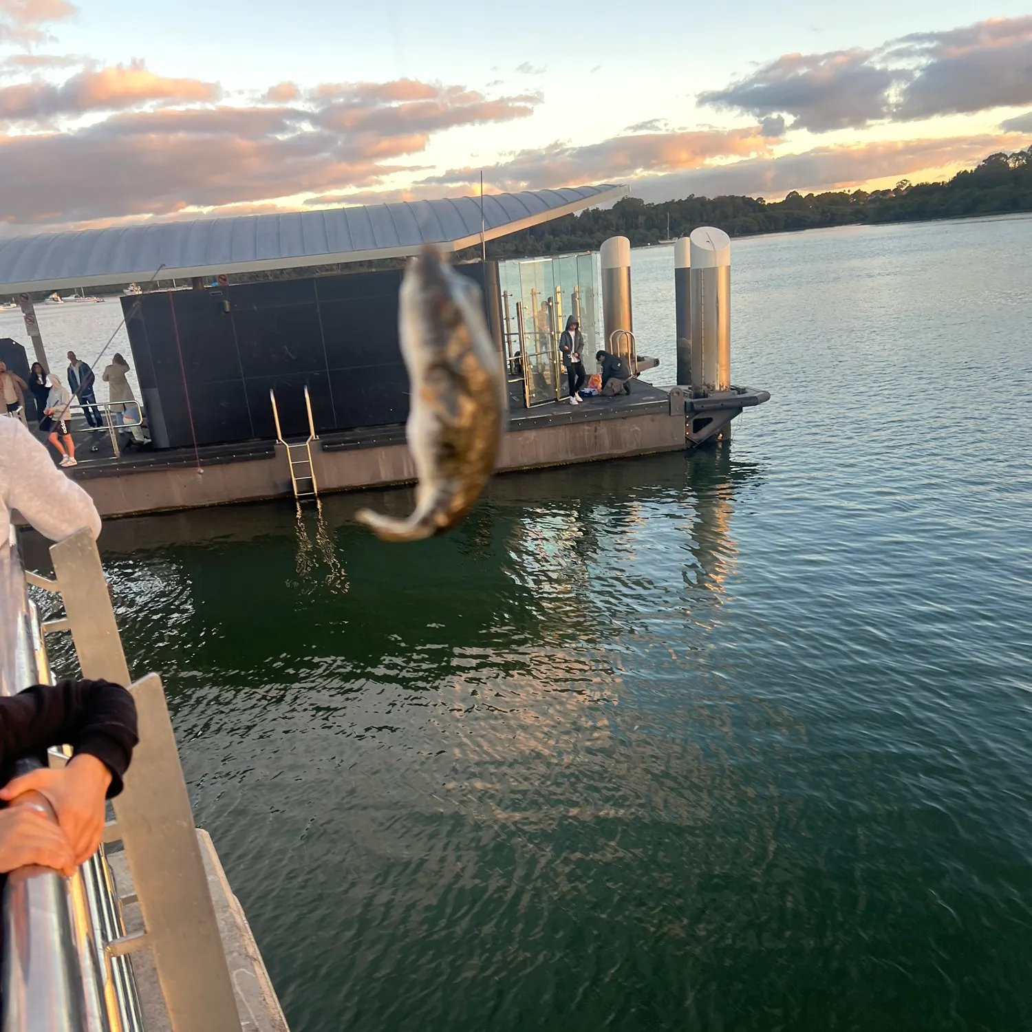 The most recent Yellowspotted puffer catches on Fishbrain