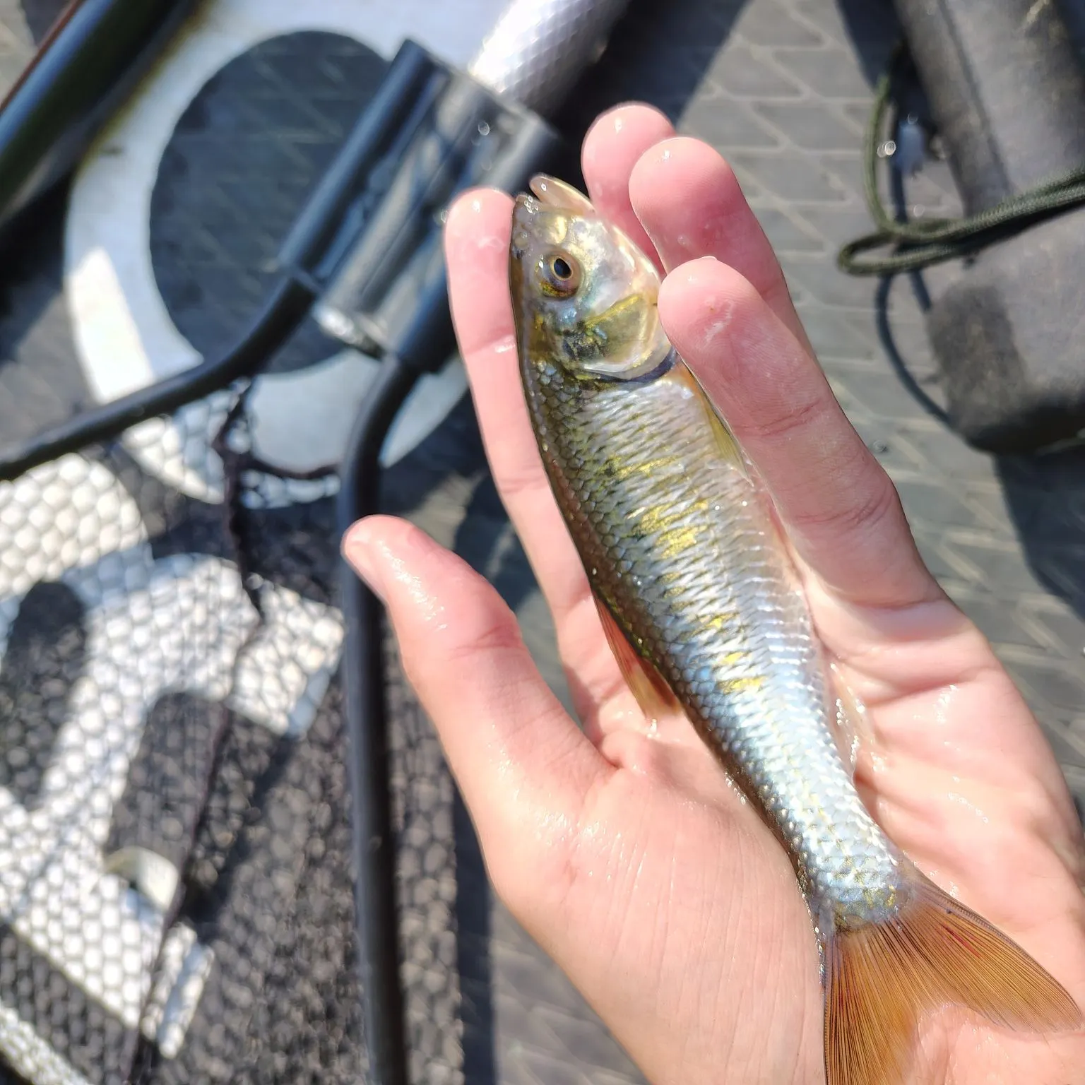 Striped shiner caught on Fishbrain