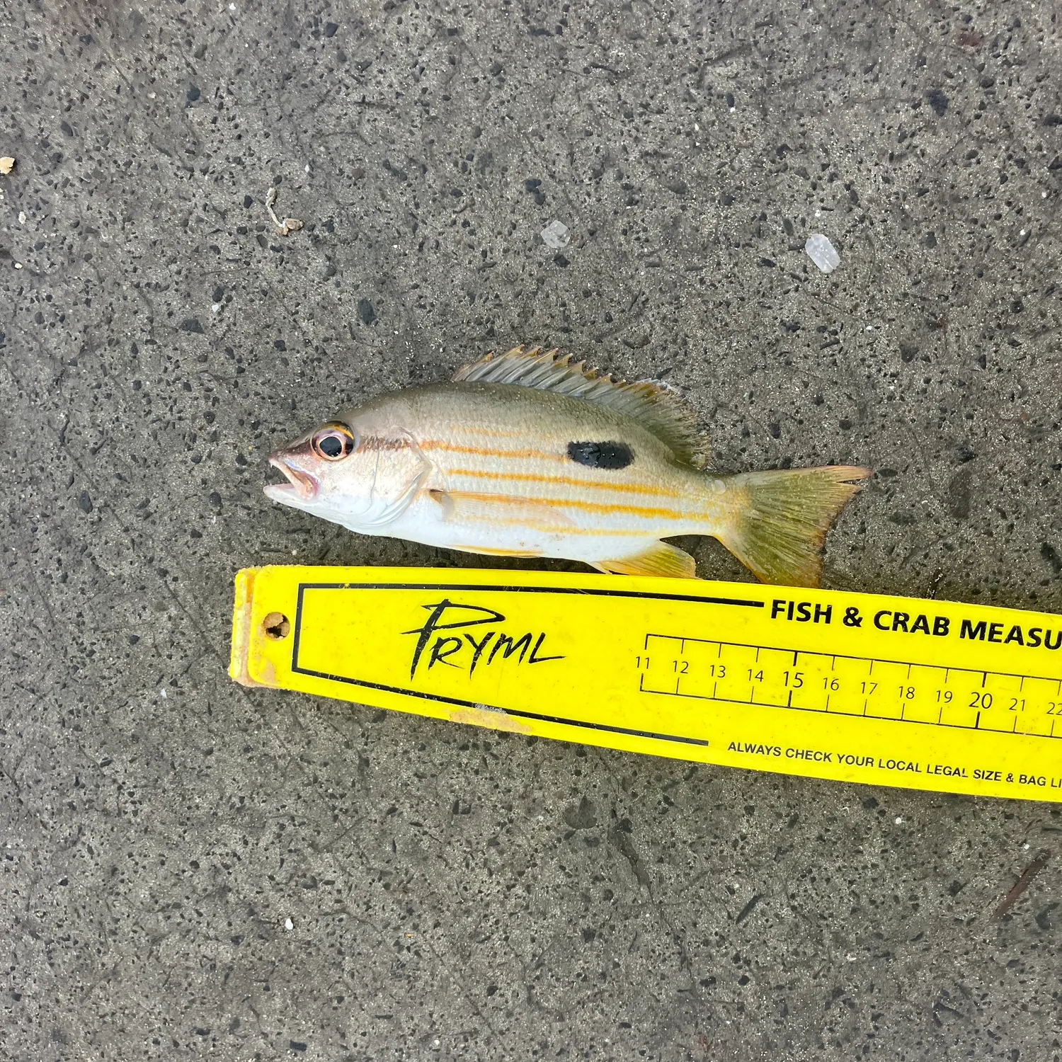 recently logged catches