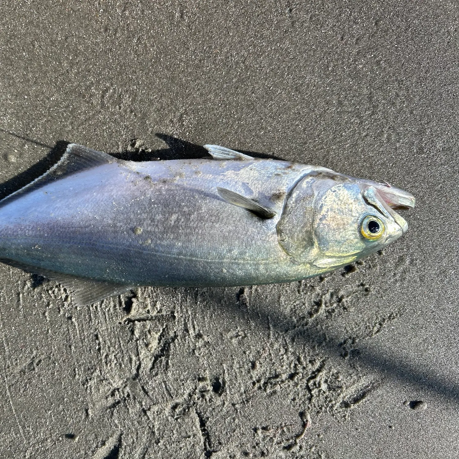 Bluefish caught on Fishbrain