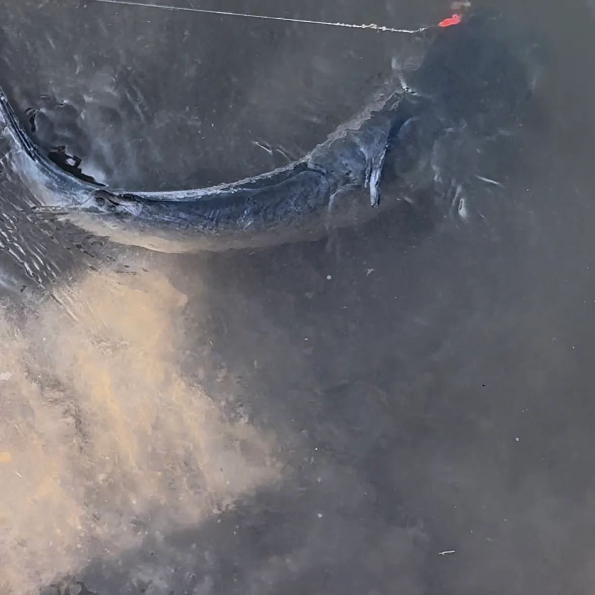 Channel catfish caught on Fishbrain