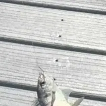 The most recent Scup catches on Fishbrain