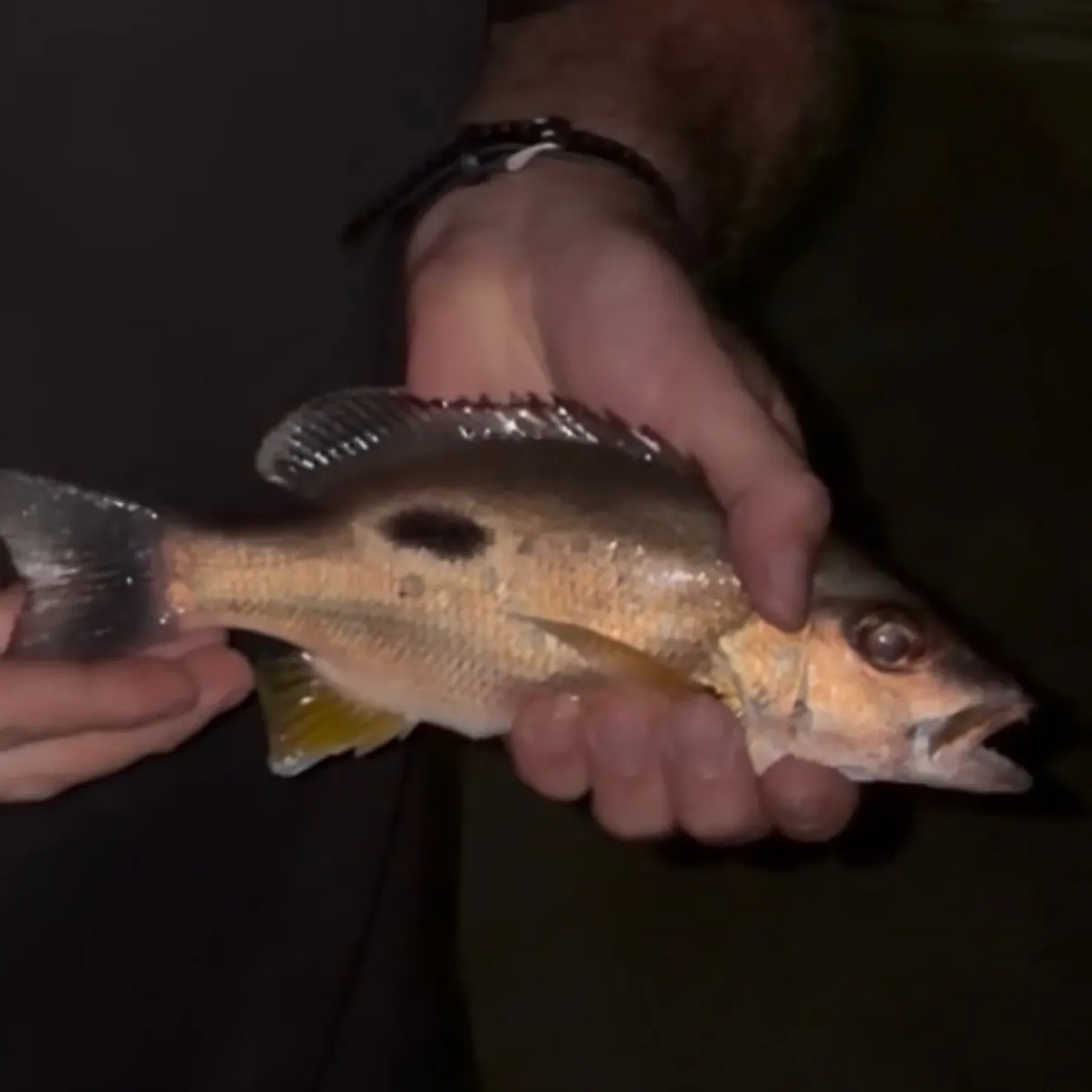 Moses perch caught on Fishbrain