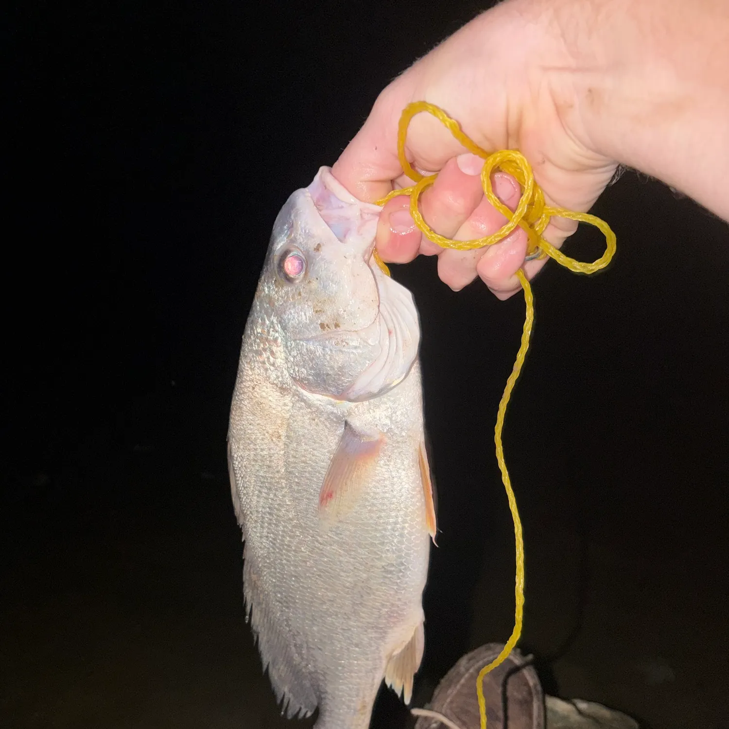 Freshwater drum caught on Fishbrain
