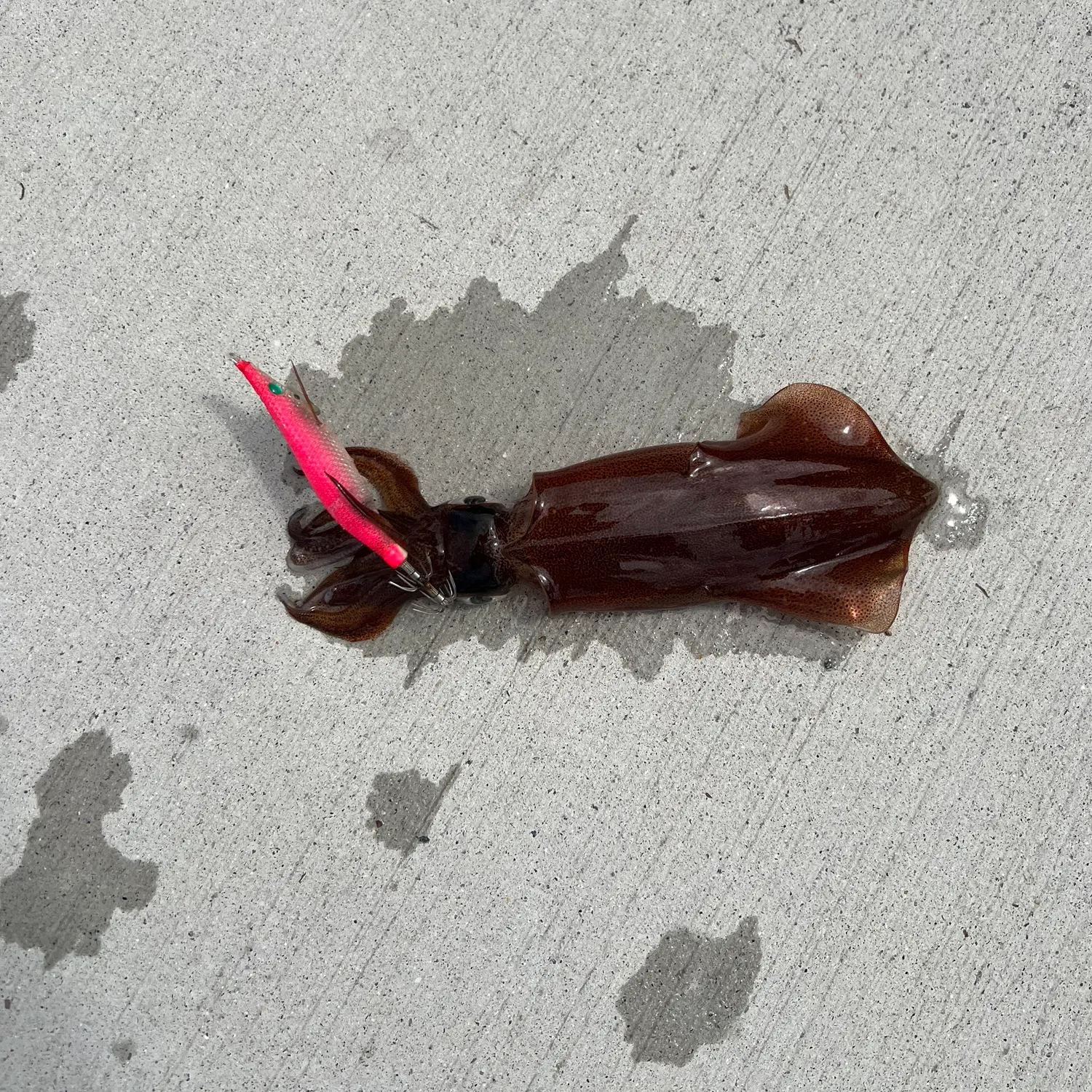 The most recent Southern calamari catches on Fishbrain