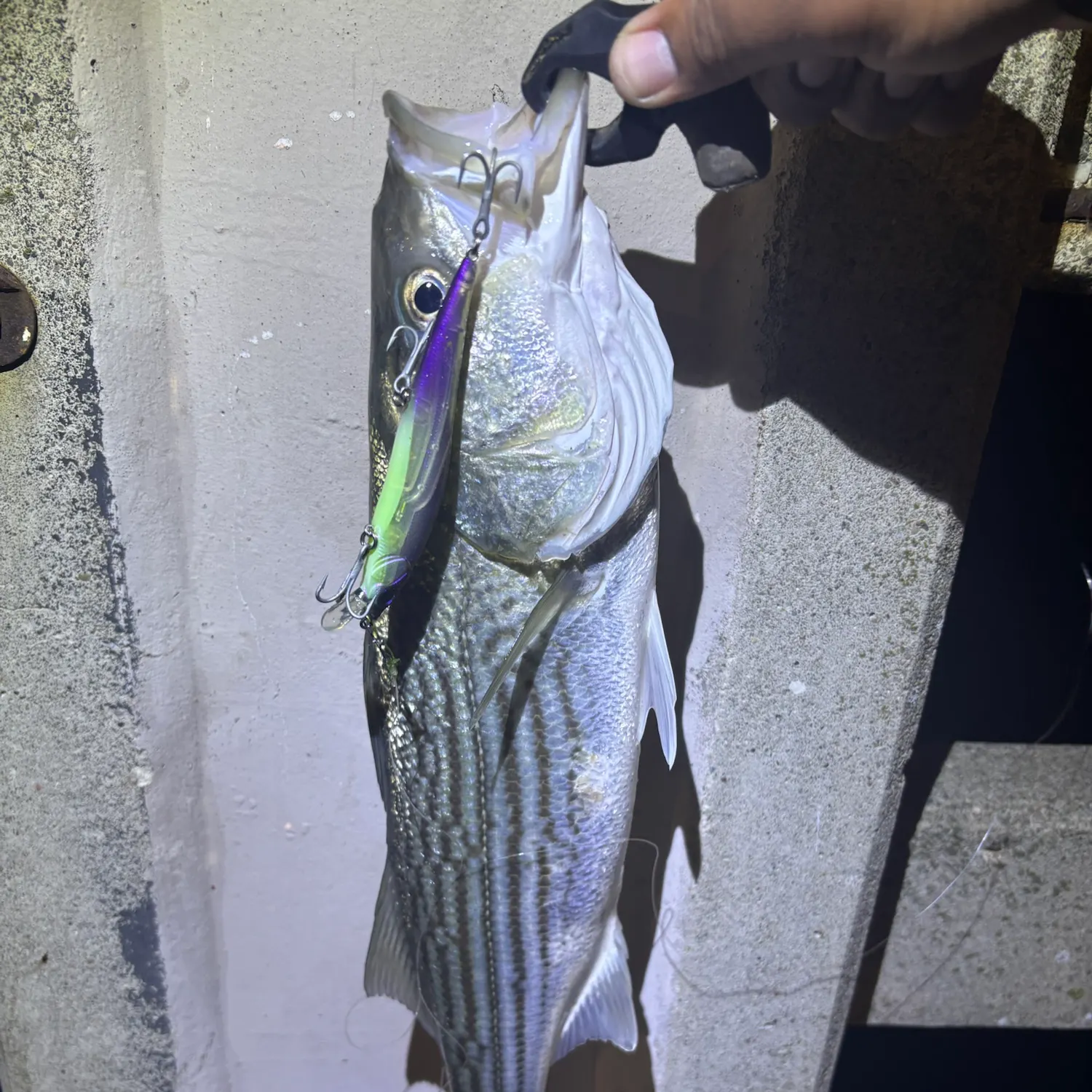 Striped bass caught on Fishbrain