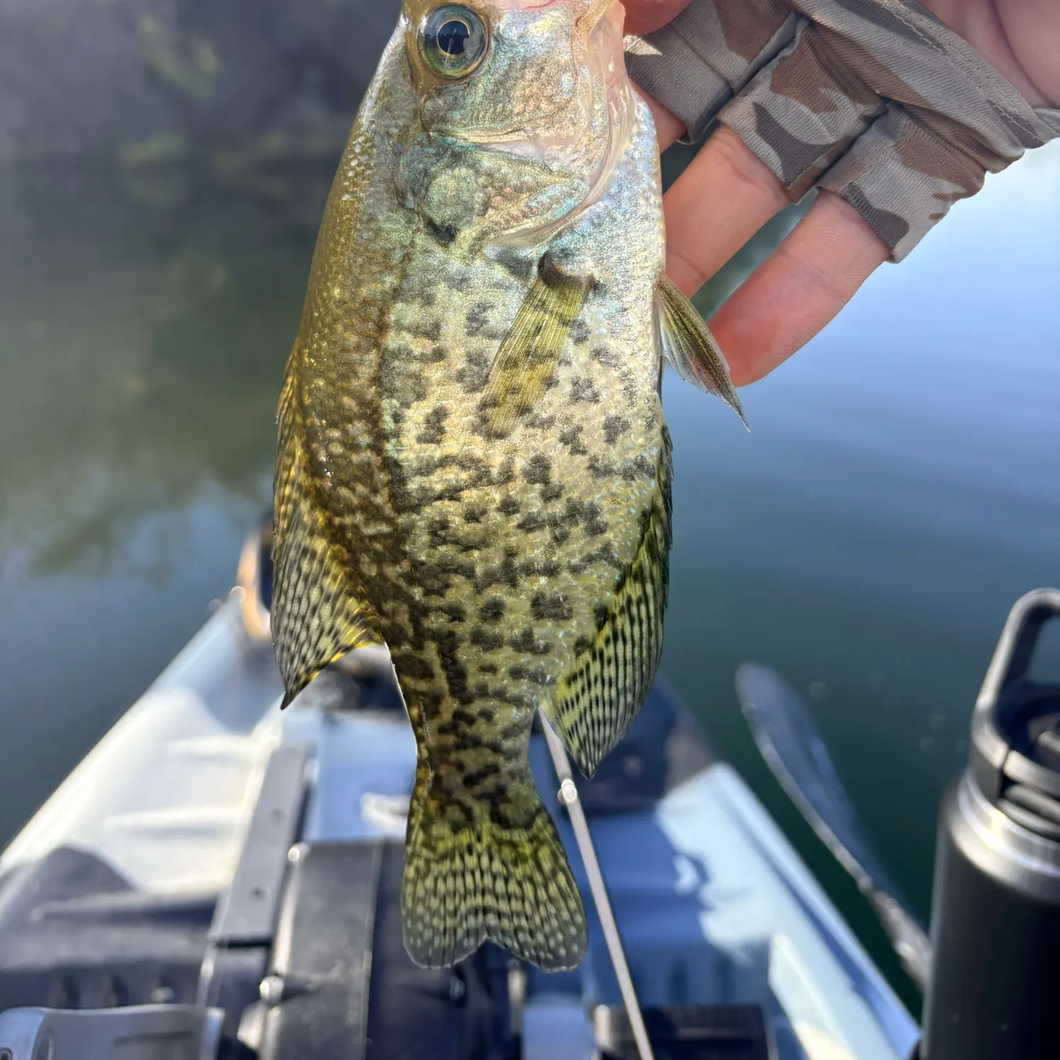 Black crappie caught on Fishbrain