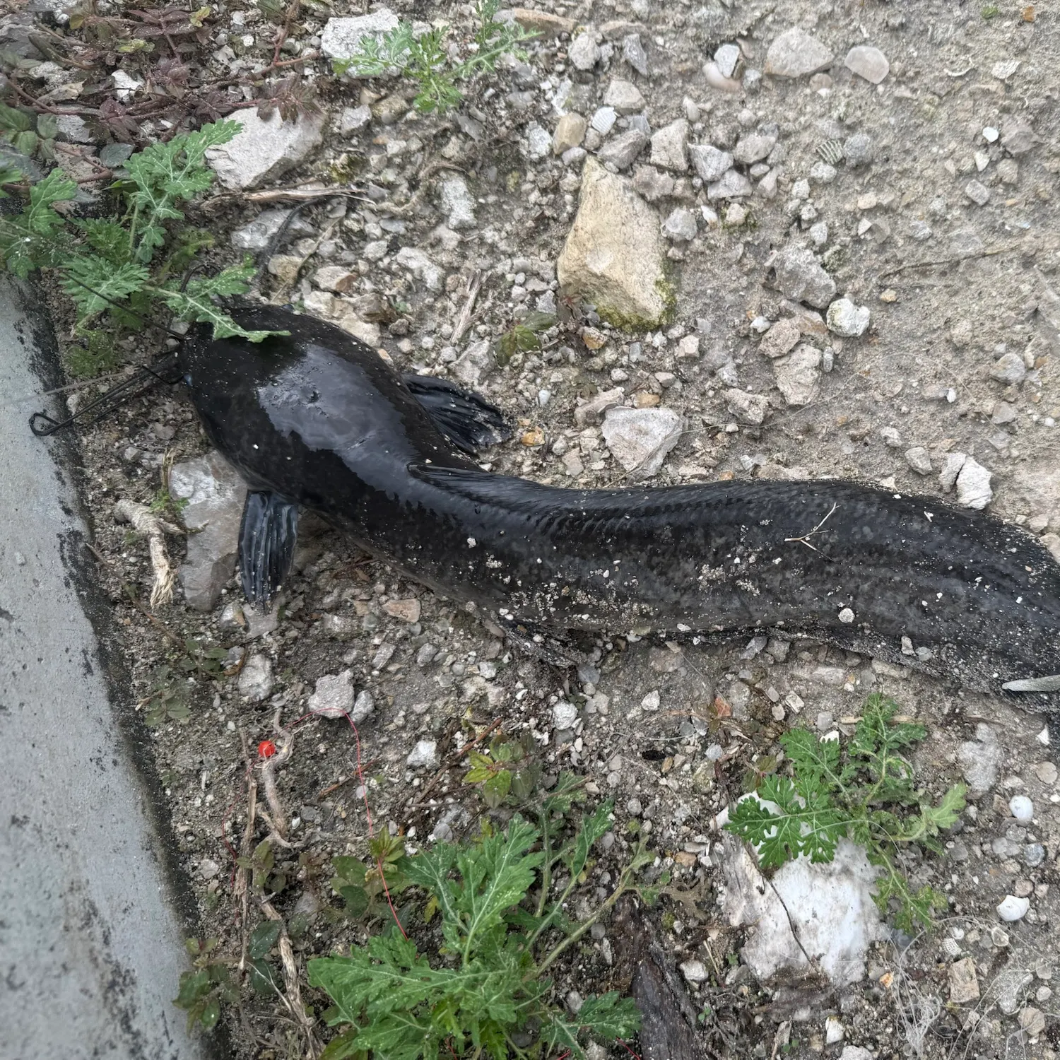 Walking catfish caught on Fishbrain