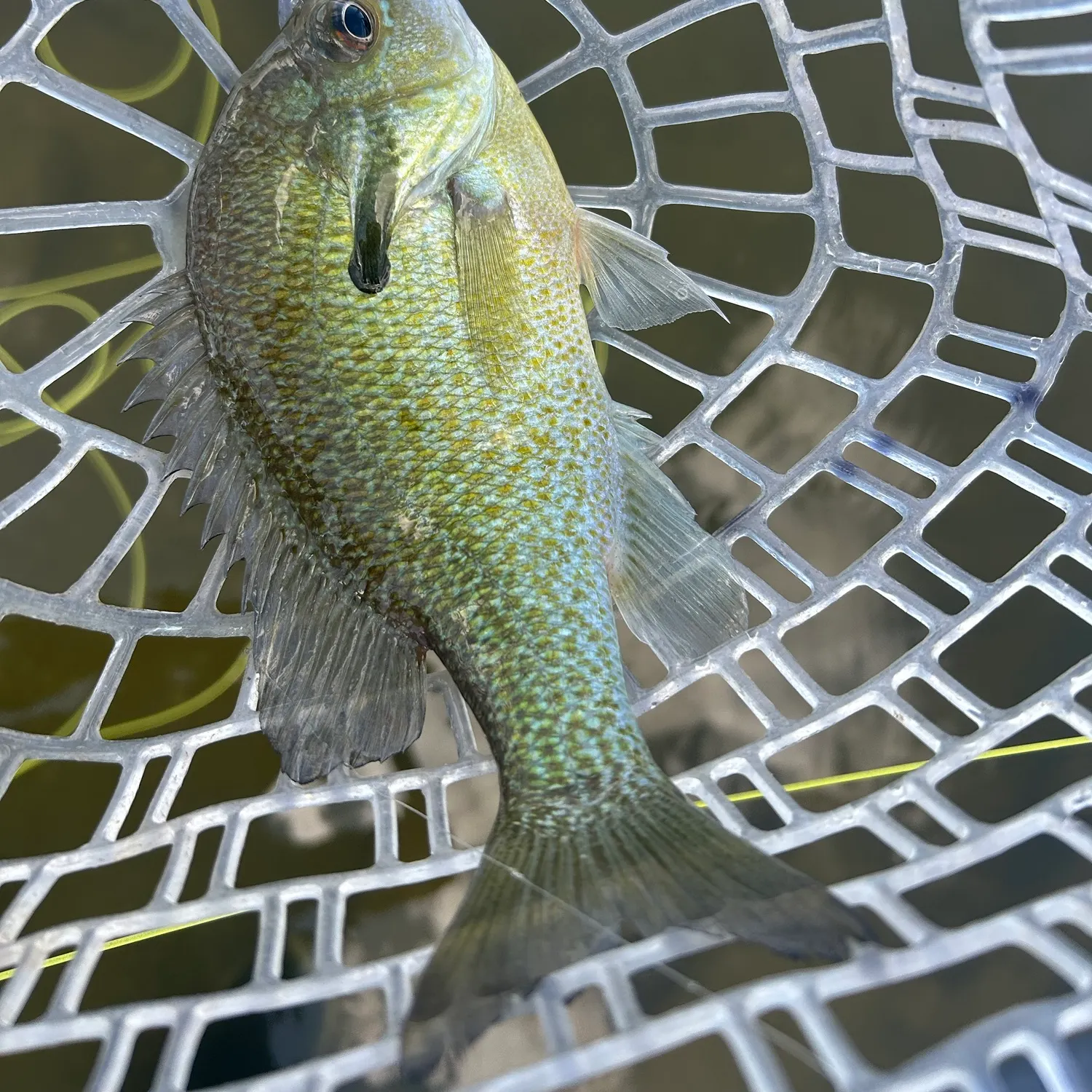 Redbreast sunfish caught on Fishbrain