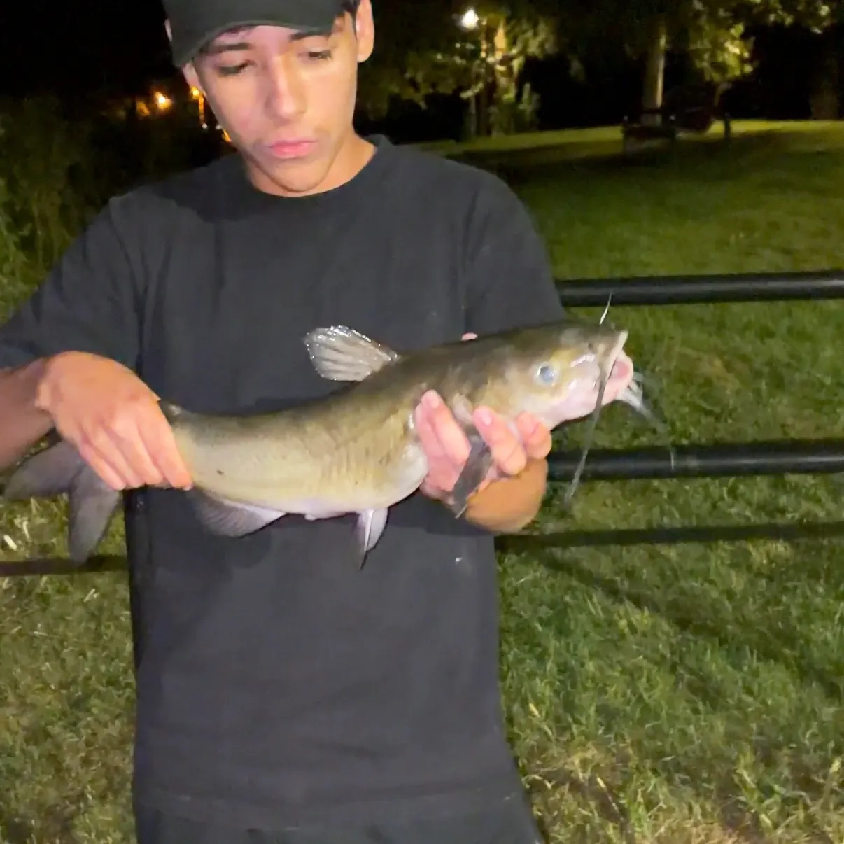 Channel catfish caught on Fishbrain