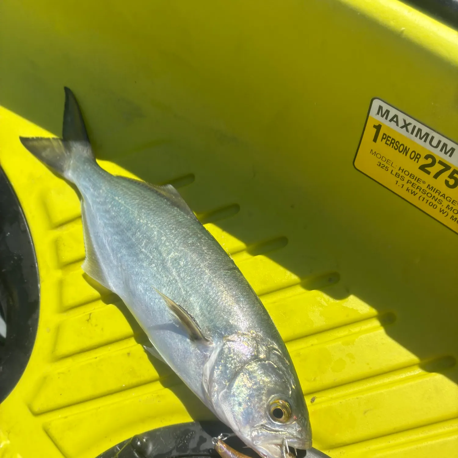 Bluefish caught on Fishbrain