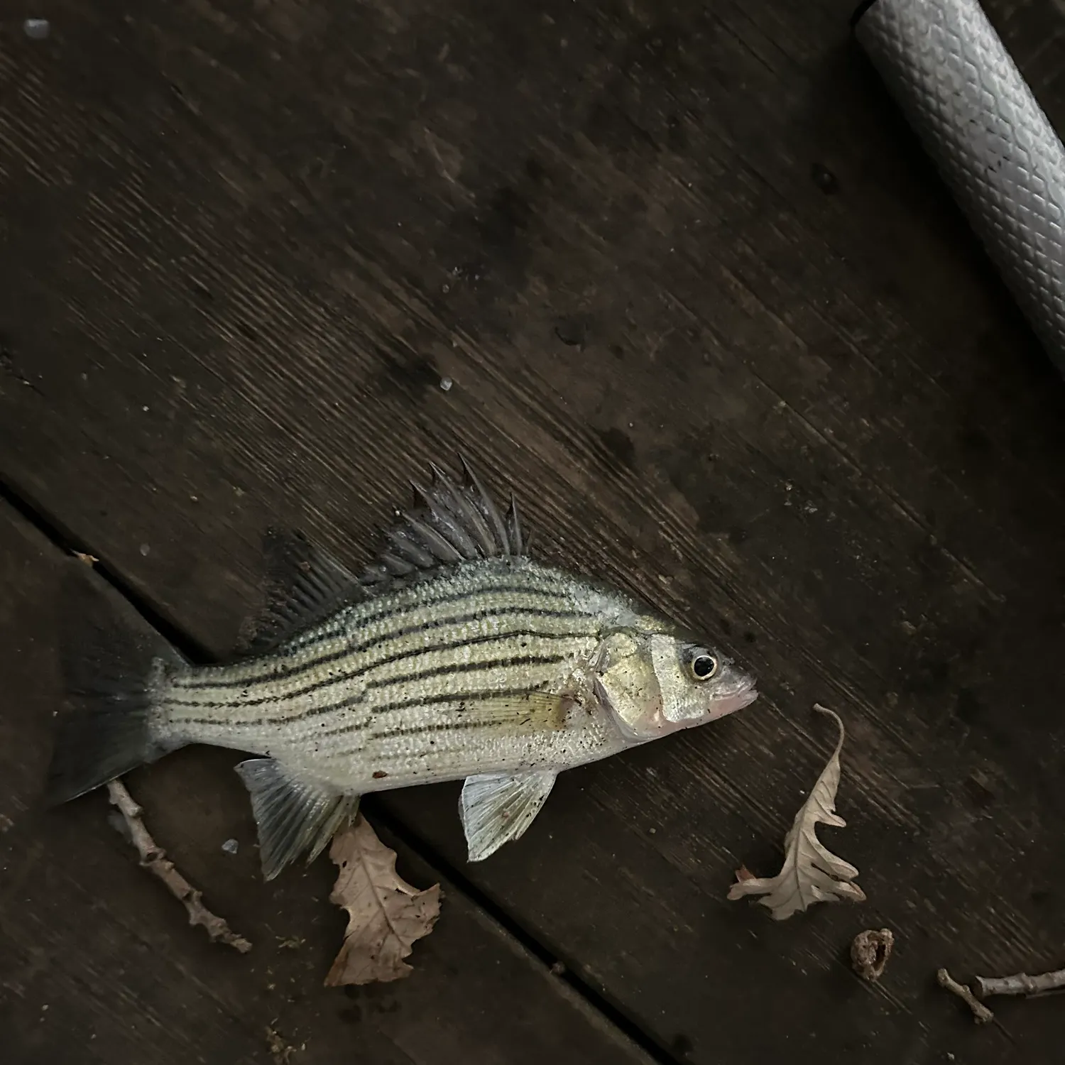 White bass caught on Fishbrain