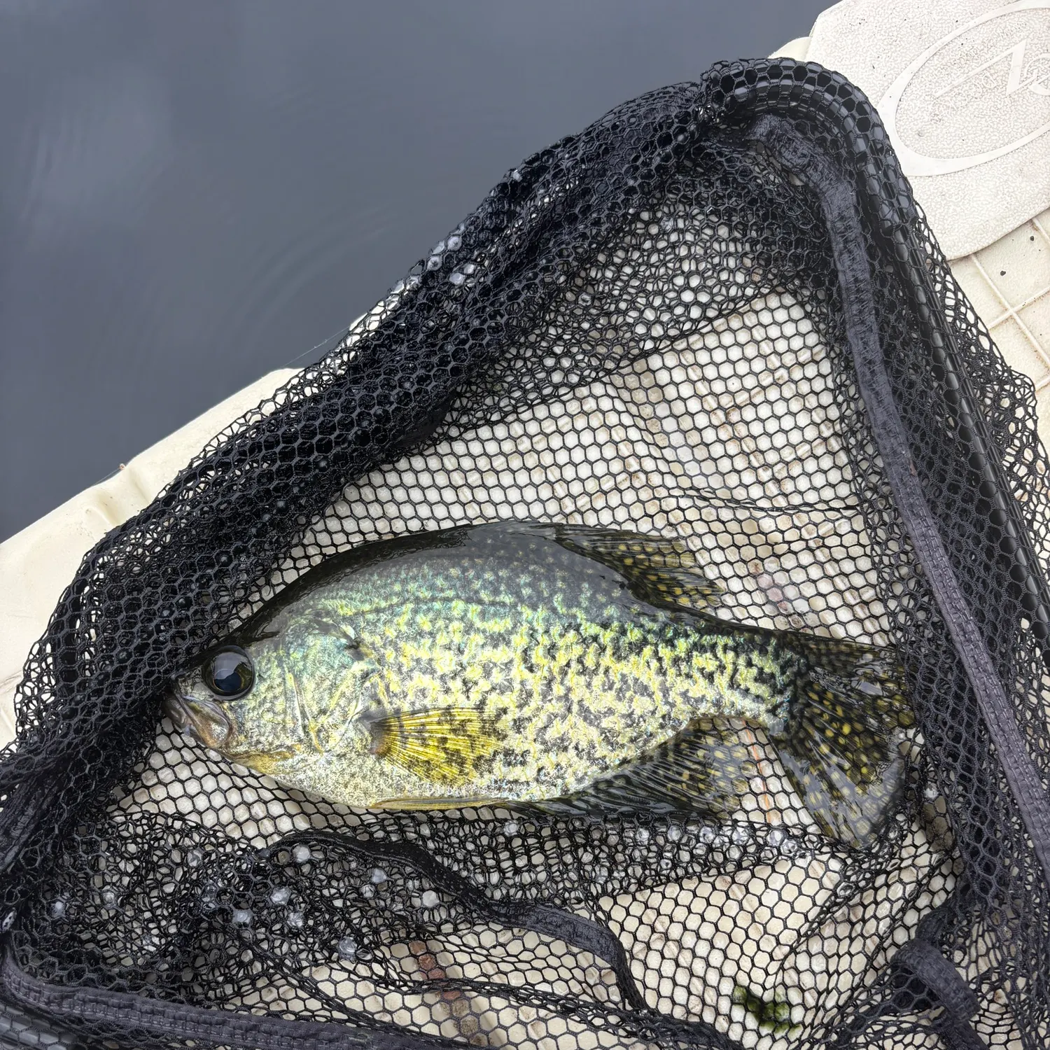 Black crappie caught on Fishbrain