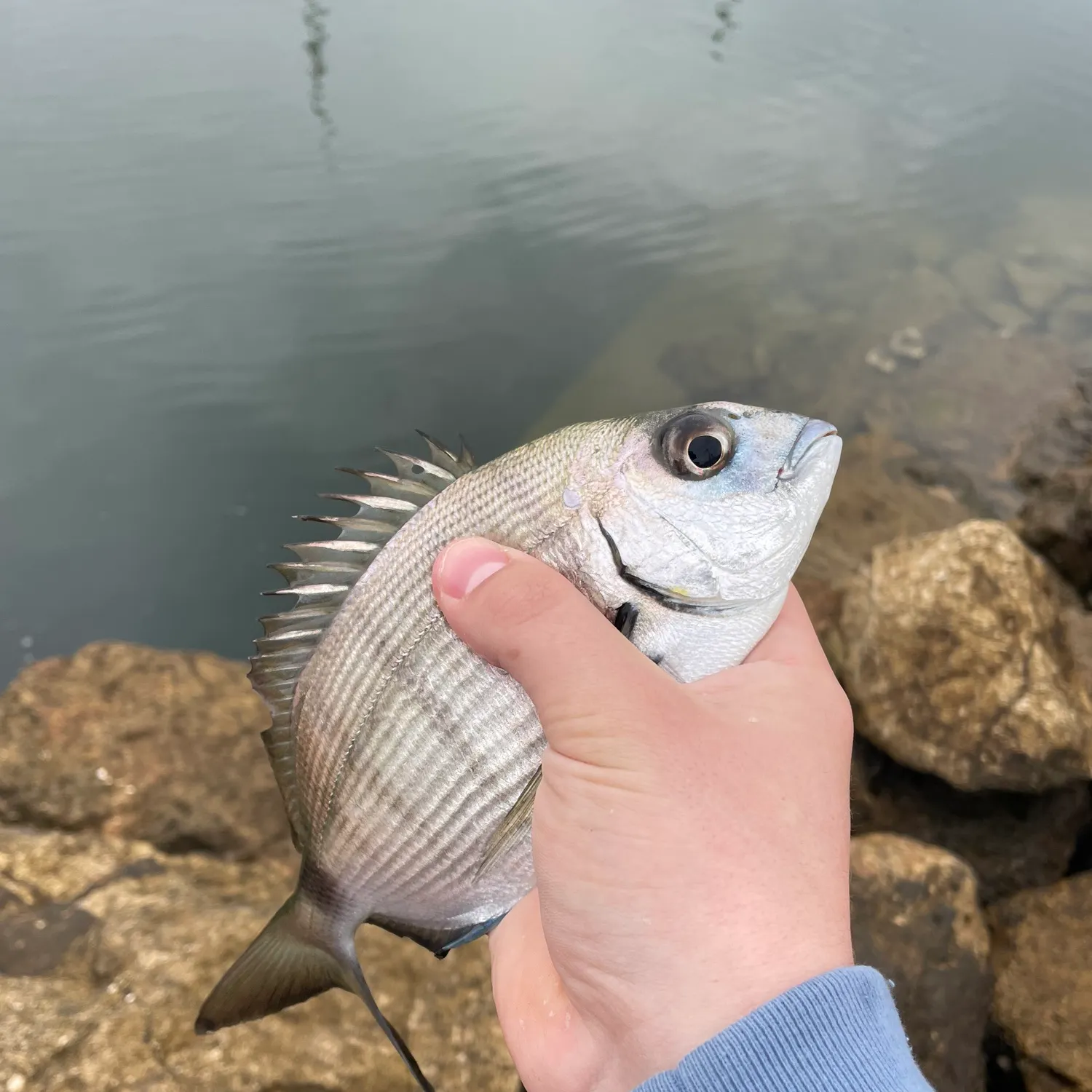 The most recent White seabream catches on Fishbrain