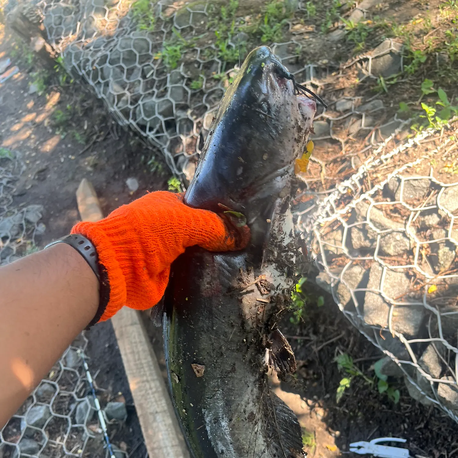 catch