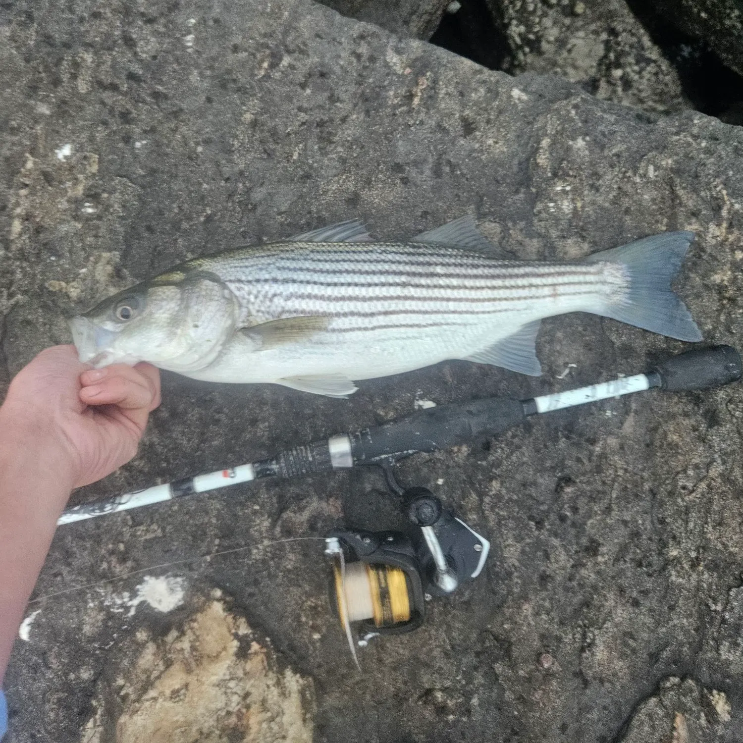 Striped bass caught on Fishbrain