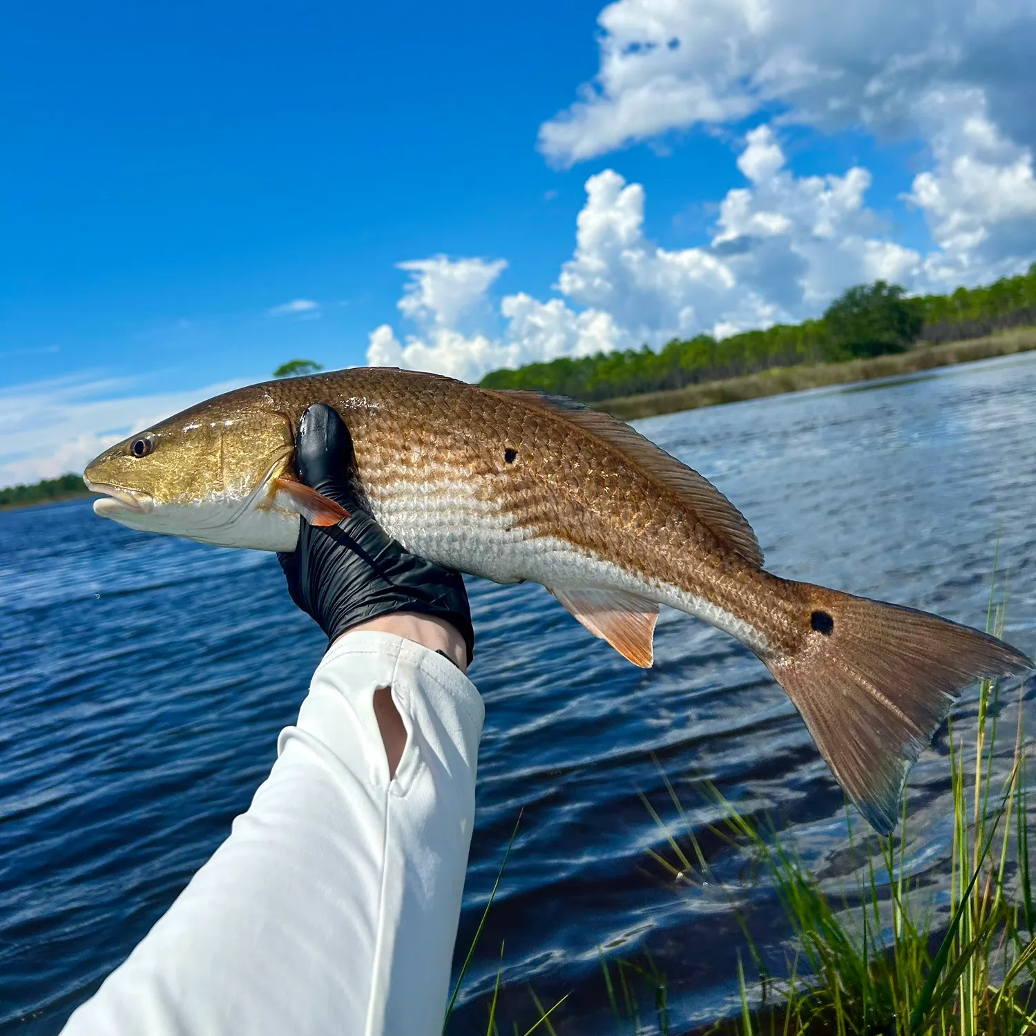 Red drum caught on Fishbrain