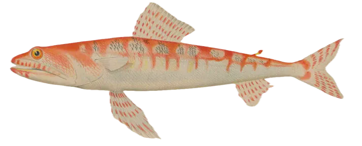Variegated lizardfish