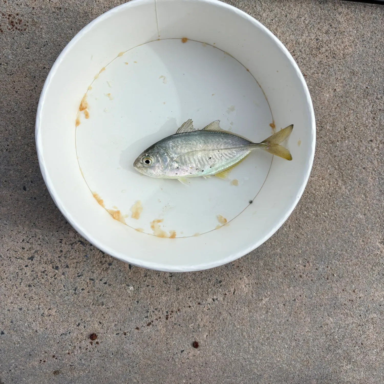Fish caught on Fishbrain