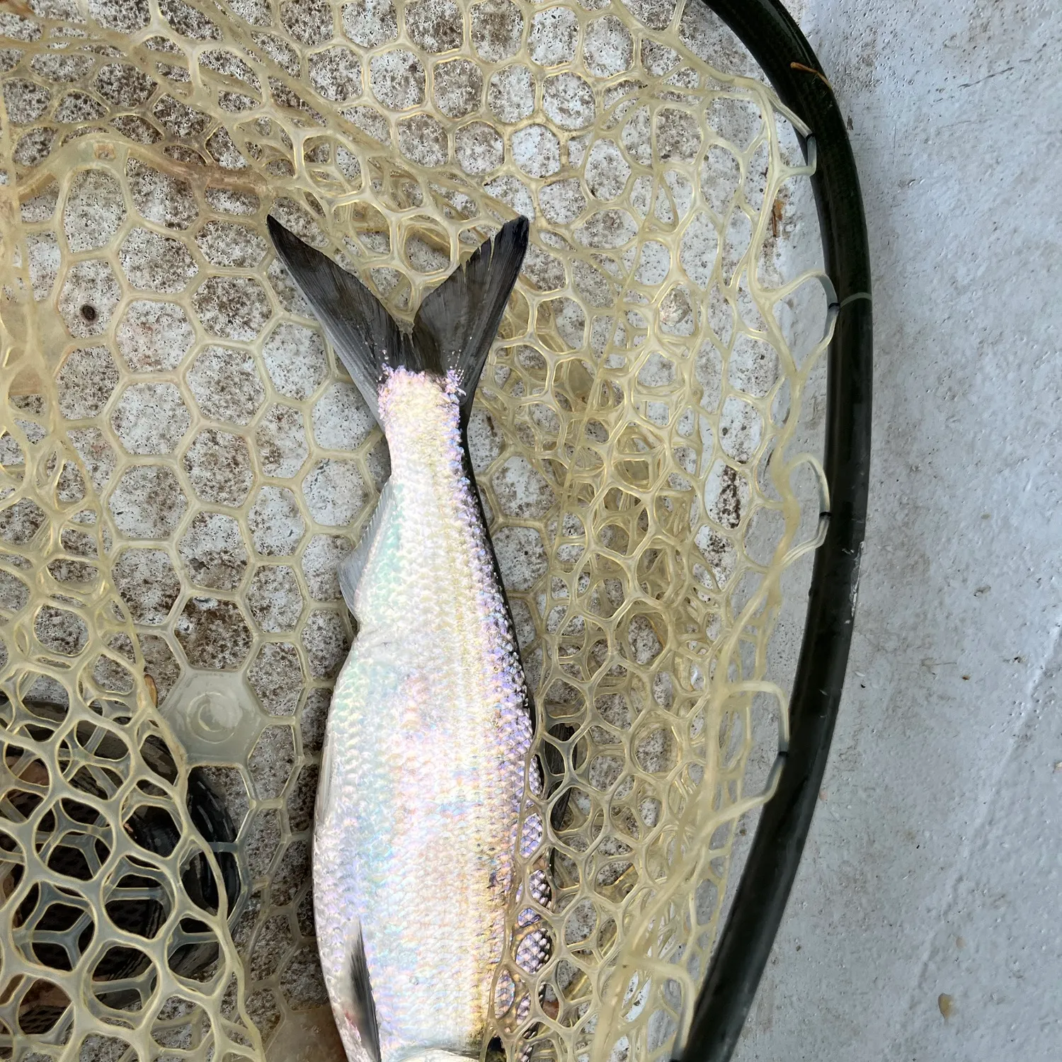 The most recent Hickory shad catches on Fishbrain