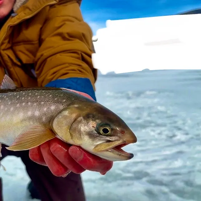 The most recent Arctic char catches on Fishbrain