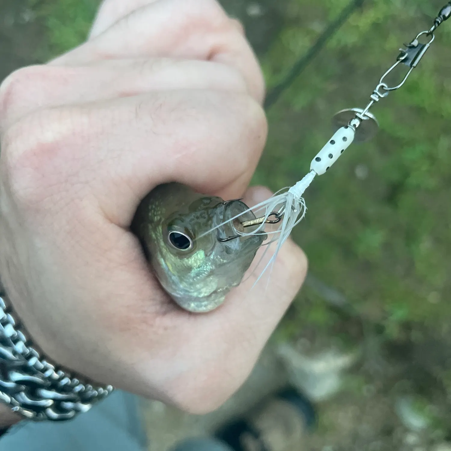 Bluegill caught on Fishbrain