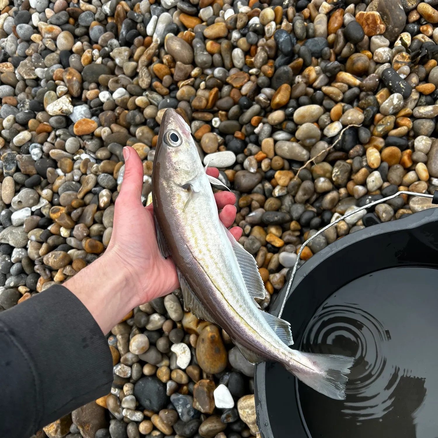 The most recent Whiting catches on Fishbrain