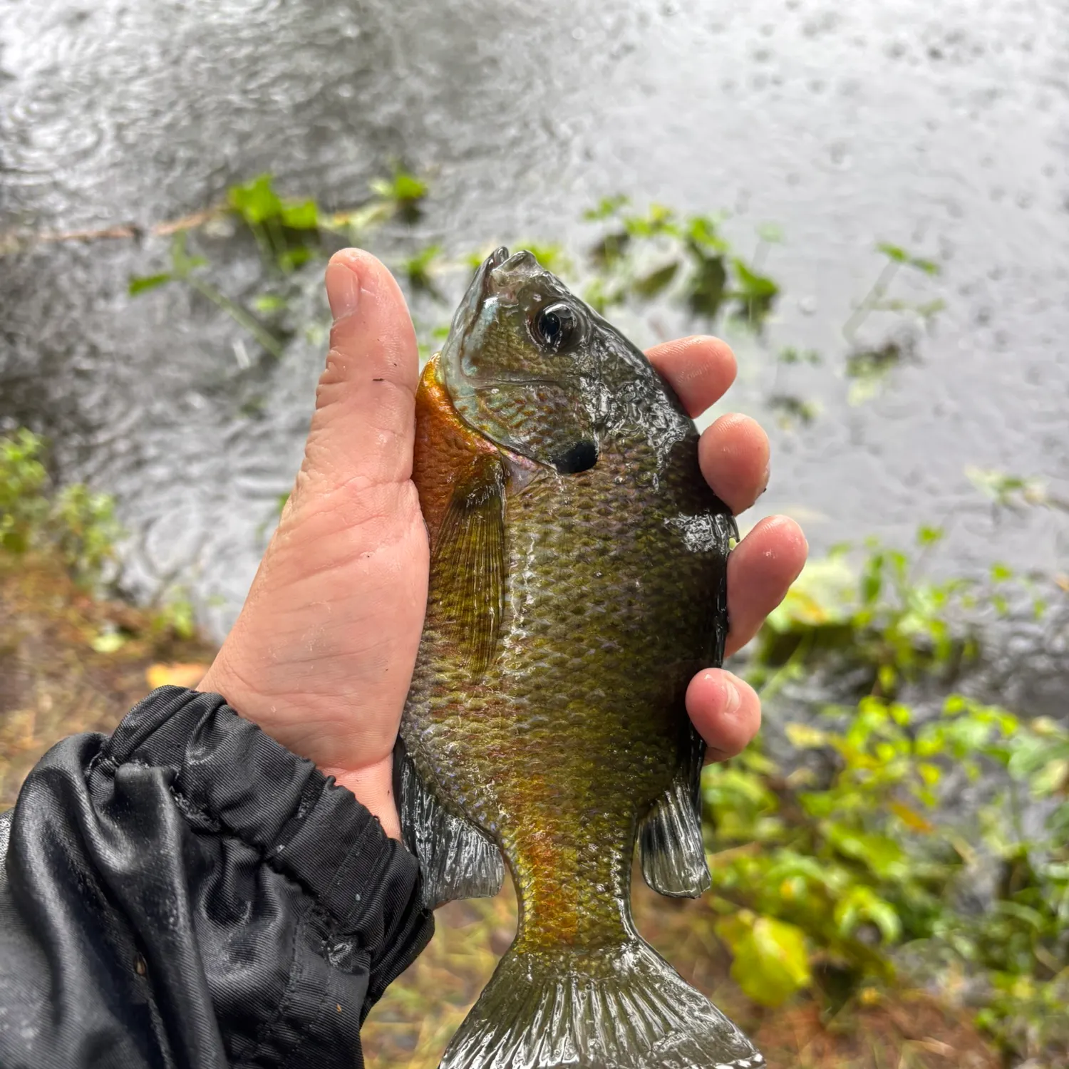 Bluegill caught on Fishbrain