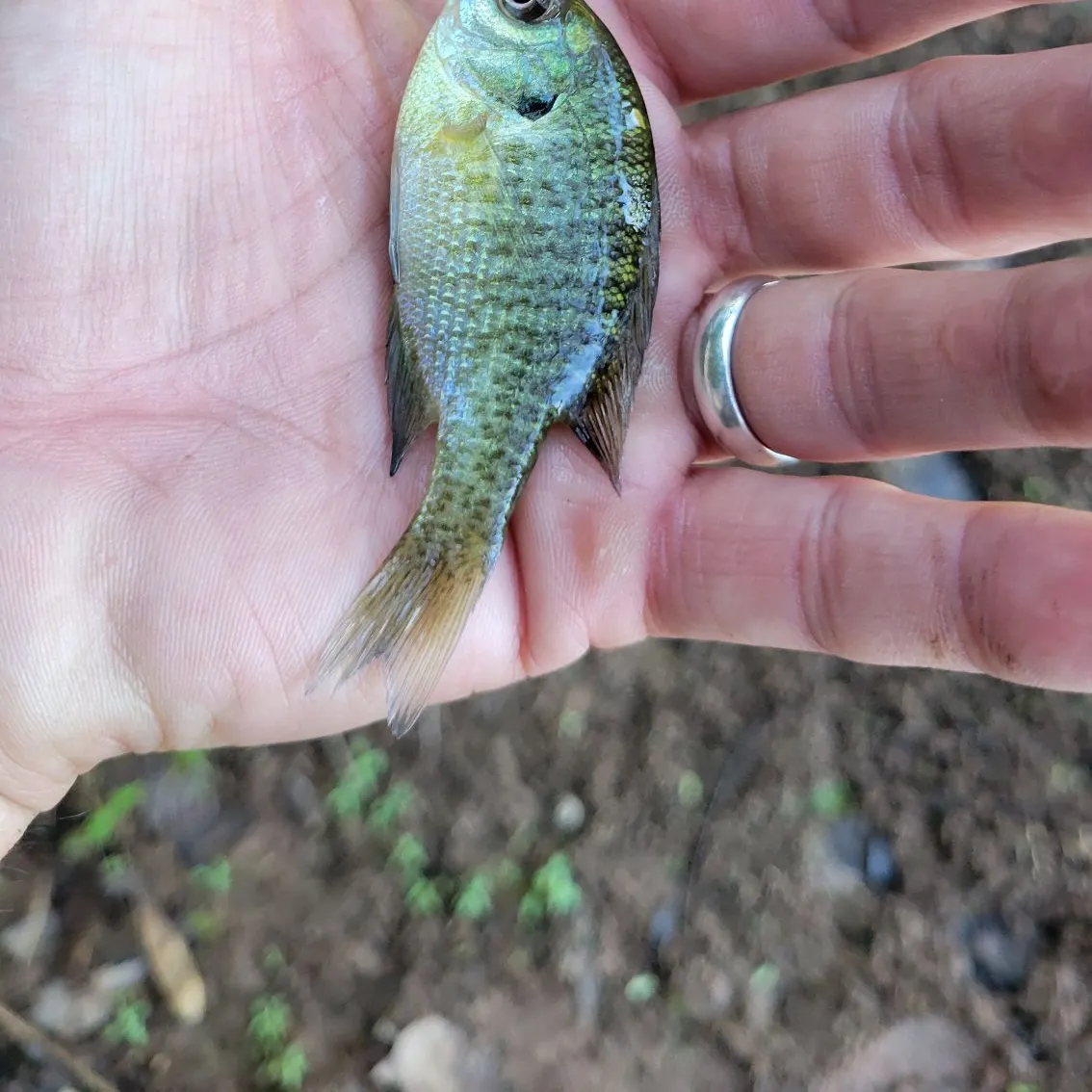 Bluegill caught on Fishbrain
