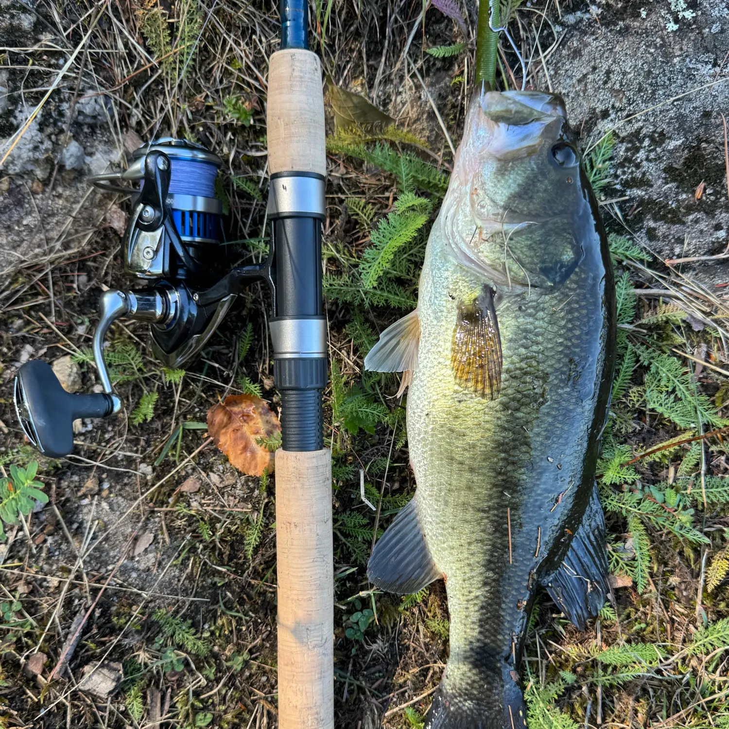 Largemouth bass caught on Fishbrain