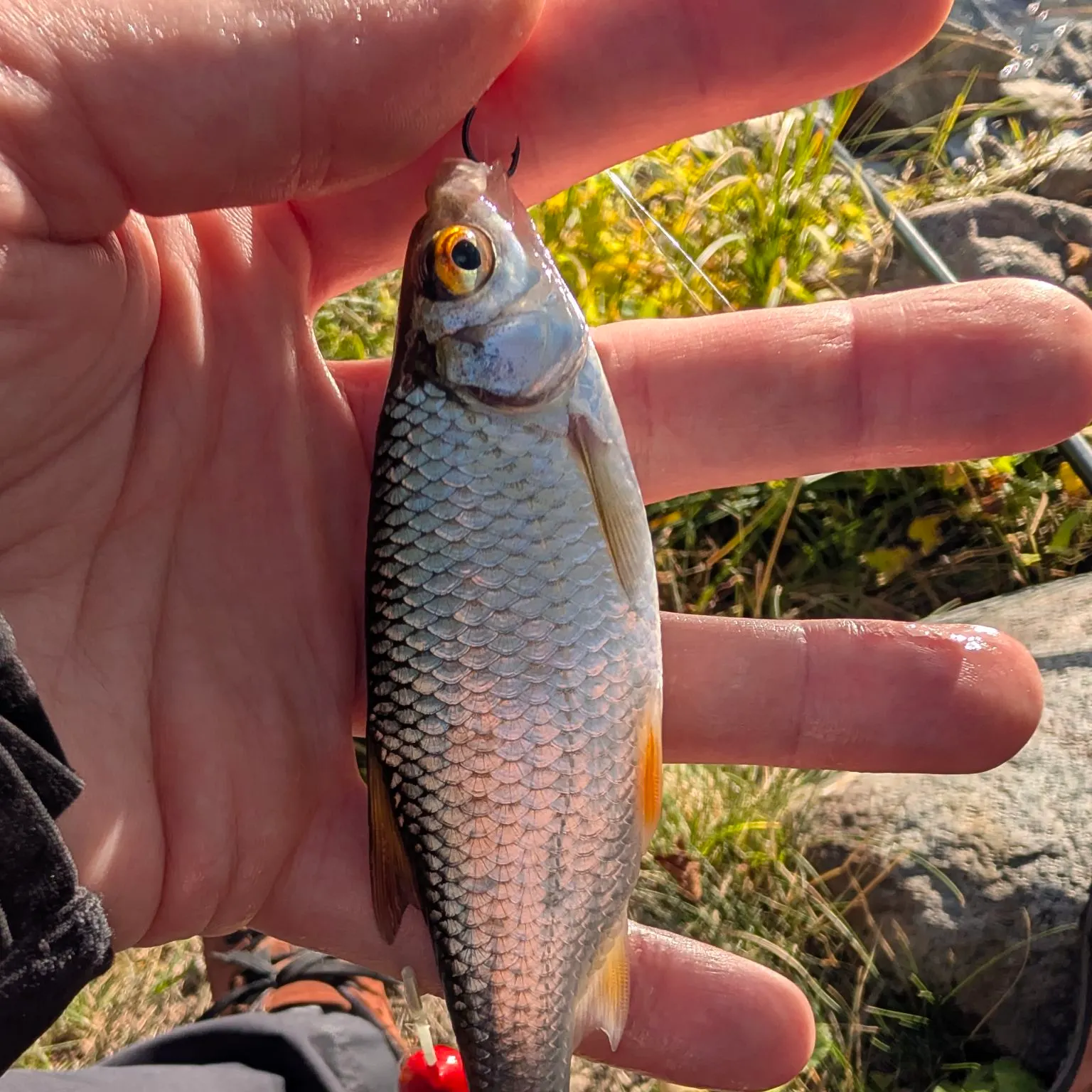 Common roach caught on Fishbrain
