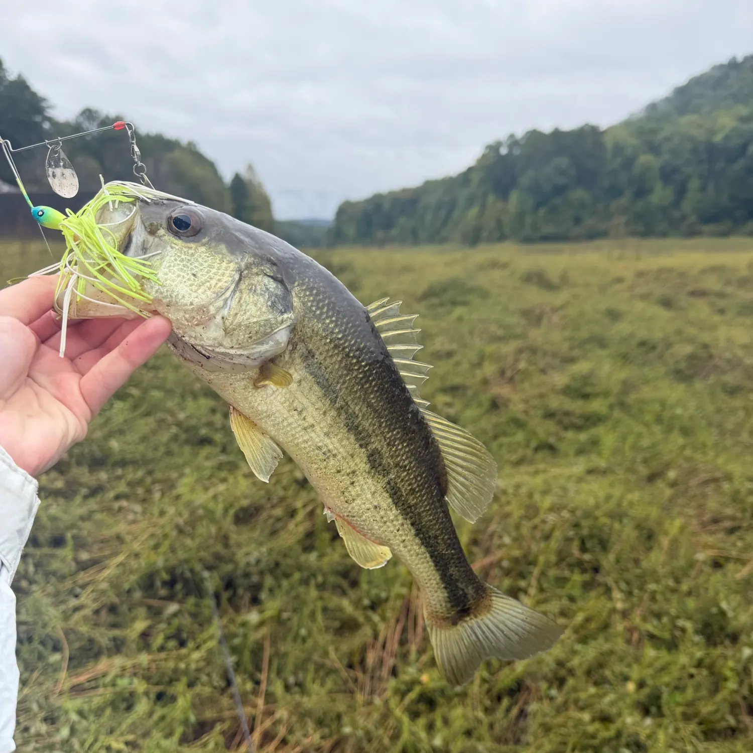 Largemouth bass caught on Fishbrain