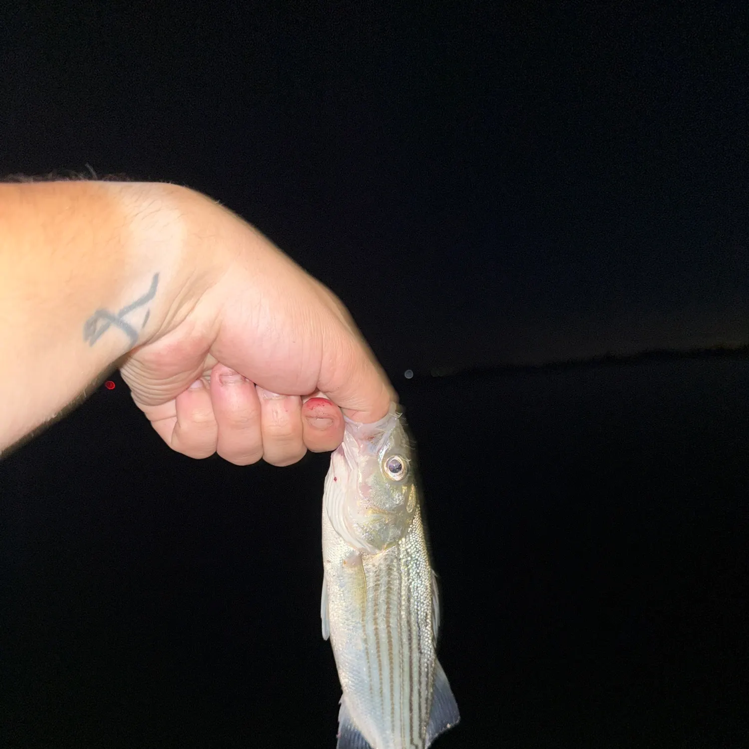 Striped bass caught on Fishbrain