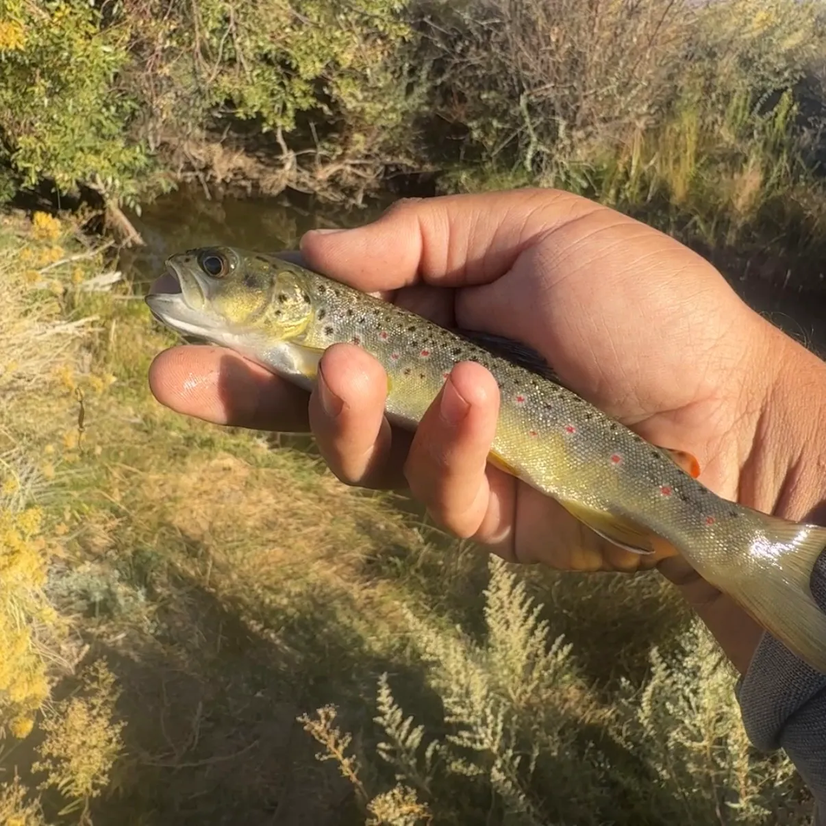Brown trout caught on Fishbrain