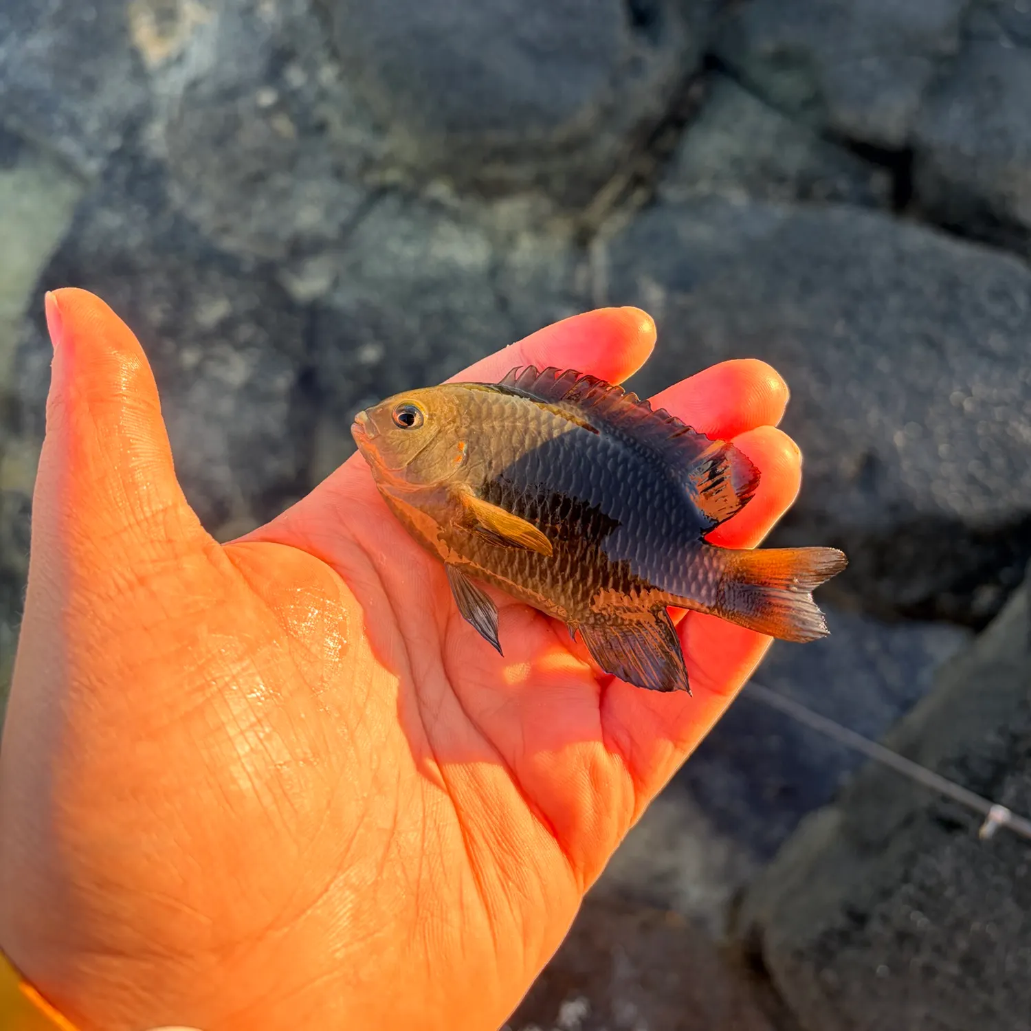 The most recent Dusky damselfish catches on Fishbrain