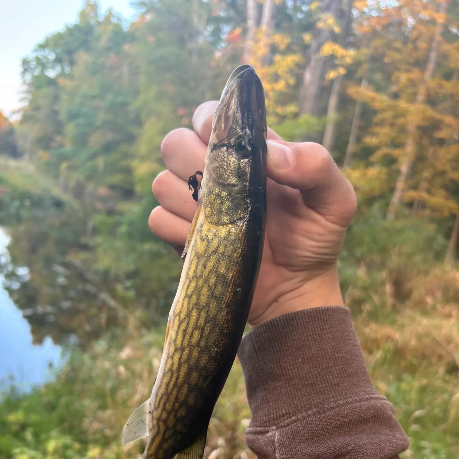 Chain pickerel caught on Fishbrain