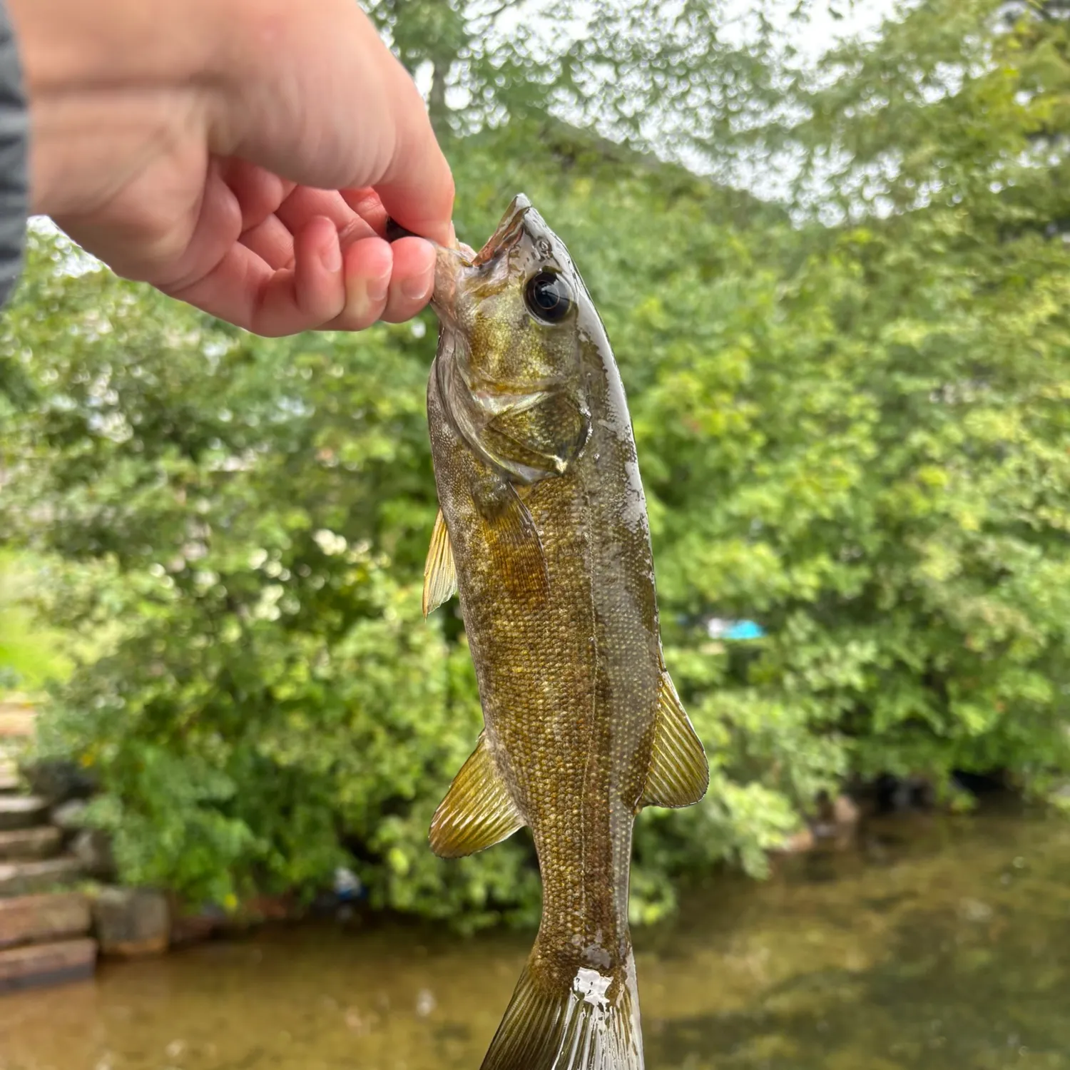 Smallmouth bass caught on Fishbrain