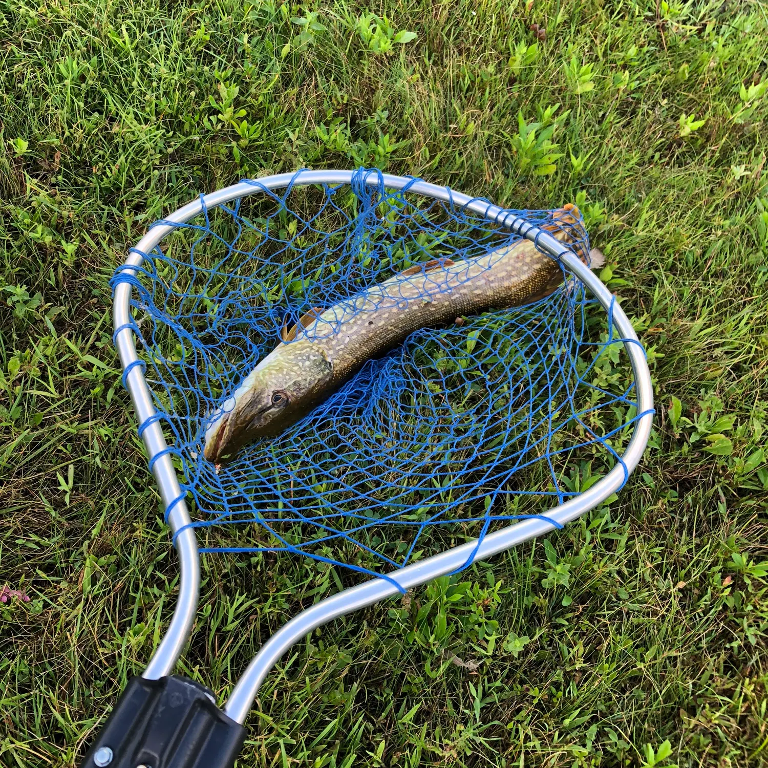 Northern pike caught on Fishbrain