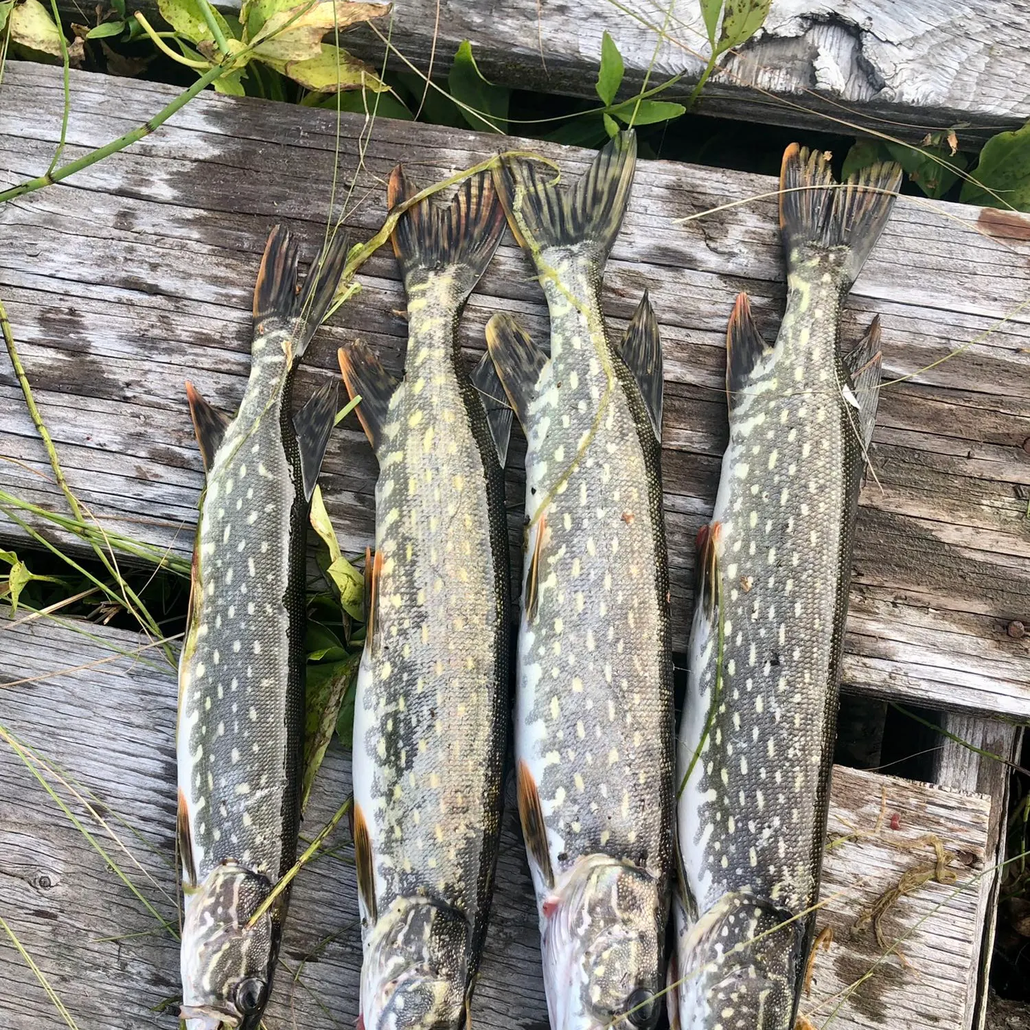 recently logged catches