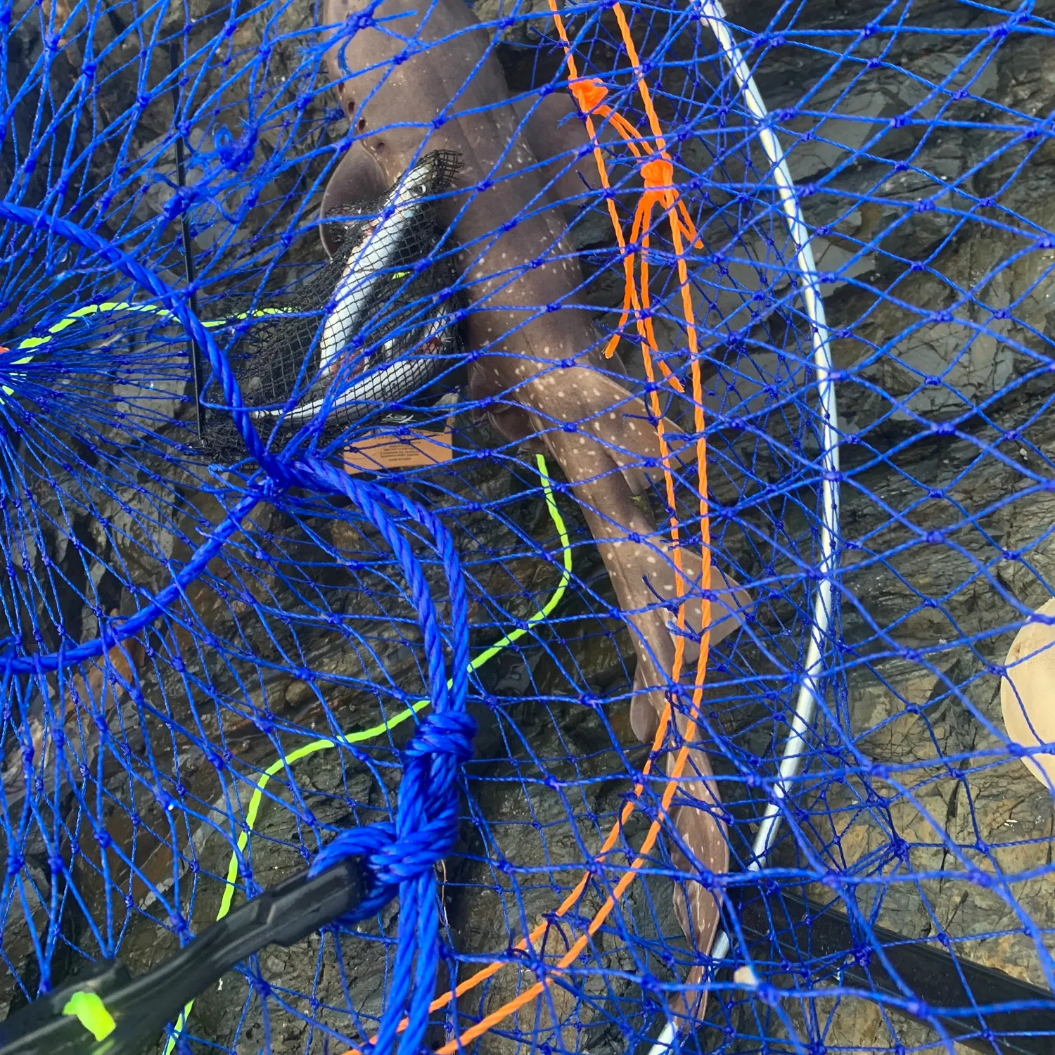 The most recent Port Jackson shark catches on Fishbrain